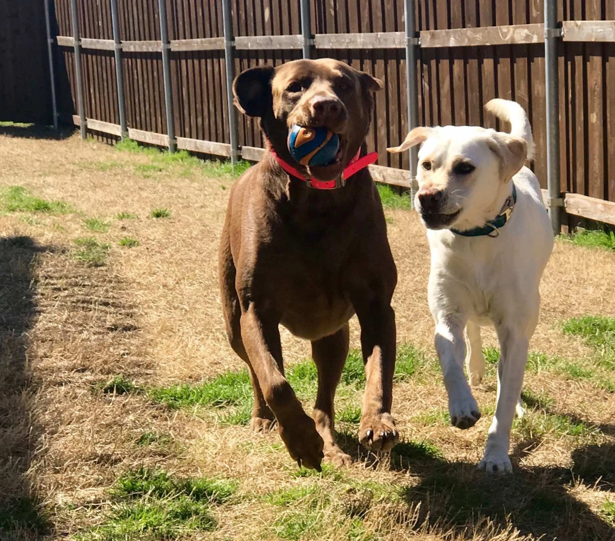 Two dogs playing outdoors; one with a ball in its mouth and the other running alongside.