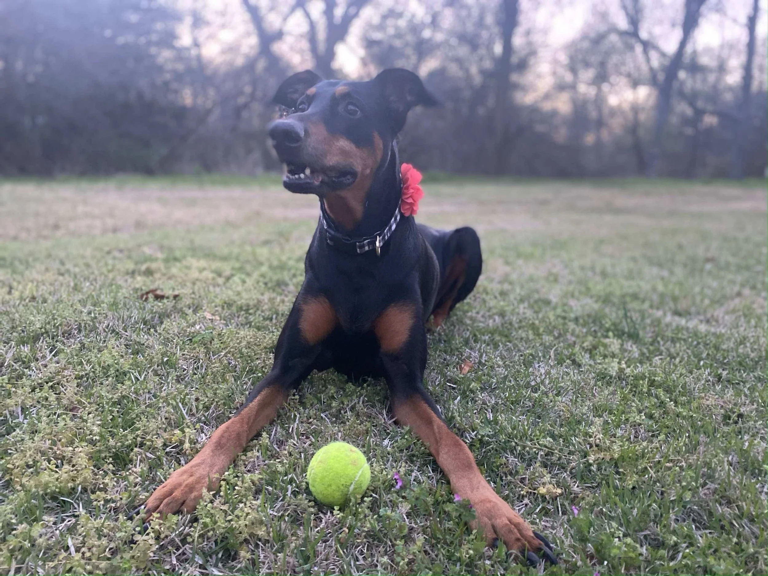 A dog lying on grass with a green tennis ball in front, wearing a collar with a red flower, outdoors at sunset with trees in the background.