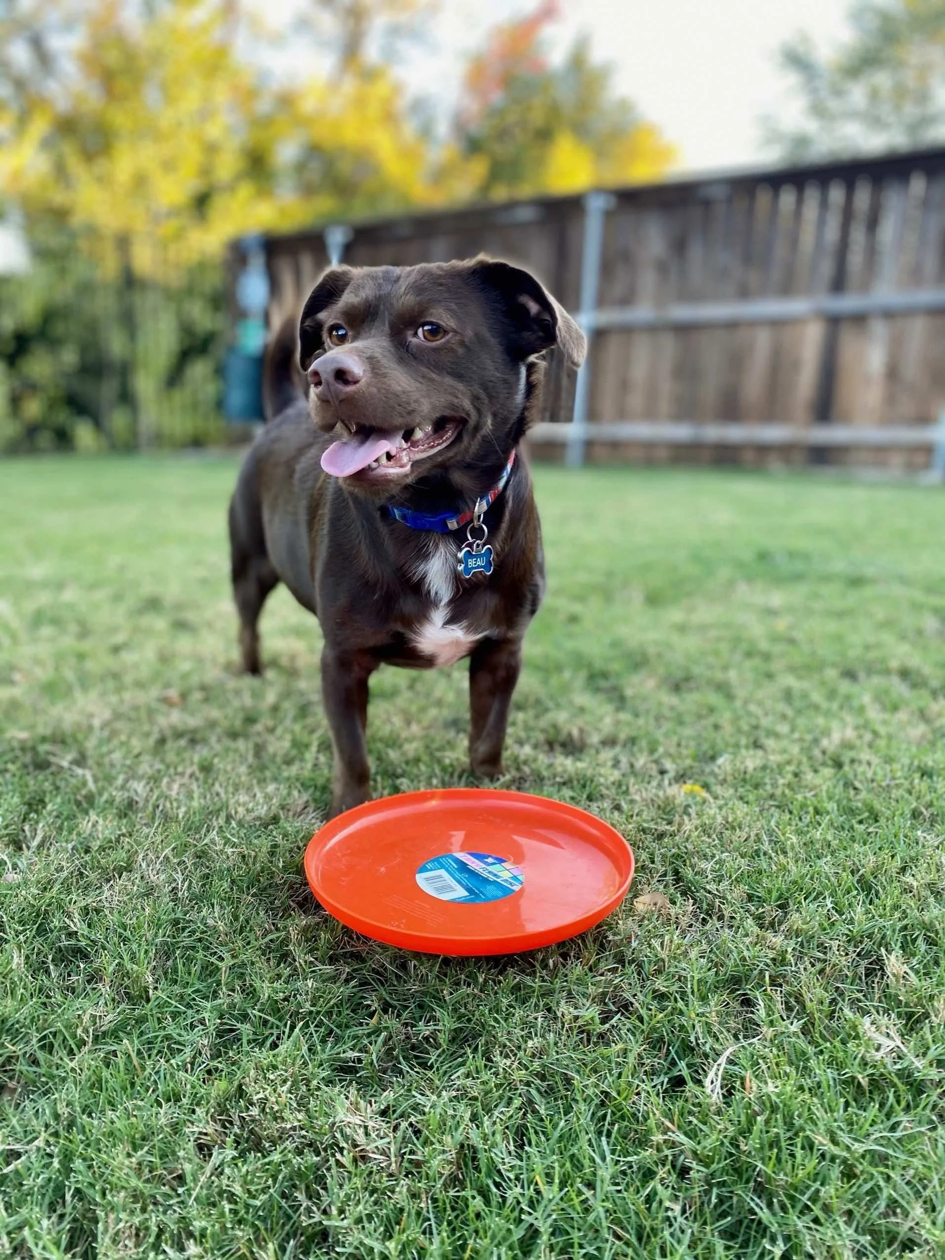 A brown dog with a white chest and a blue collar standing on green grass, next to an orange frisbee, in a backyard with a wooden fence and trees in the background.