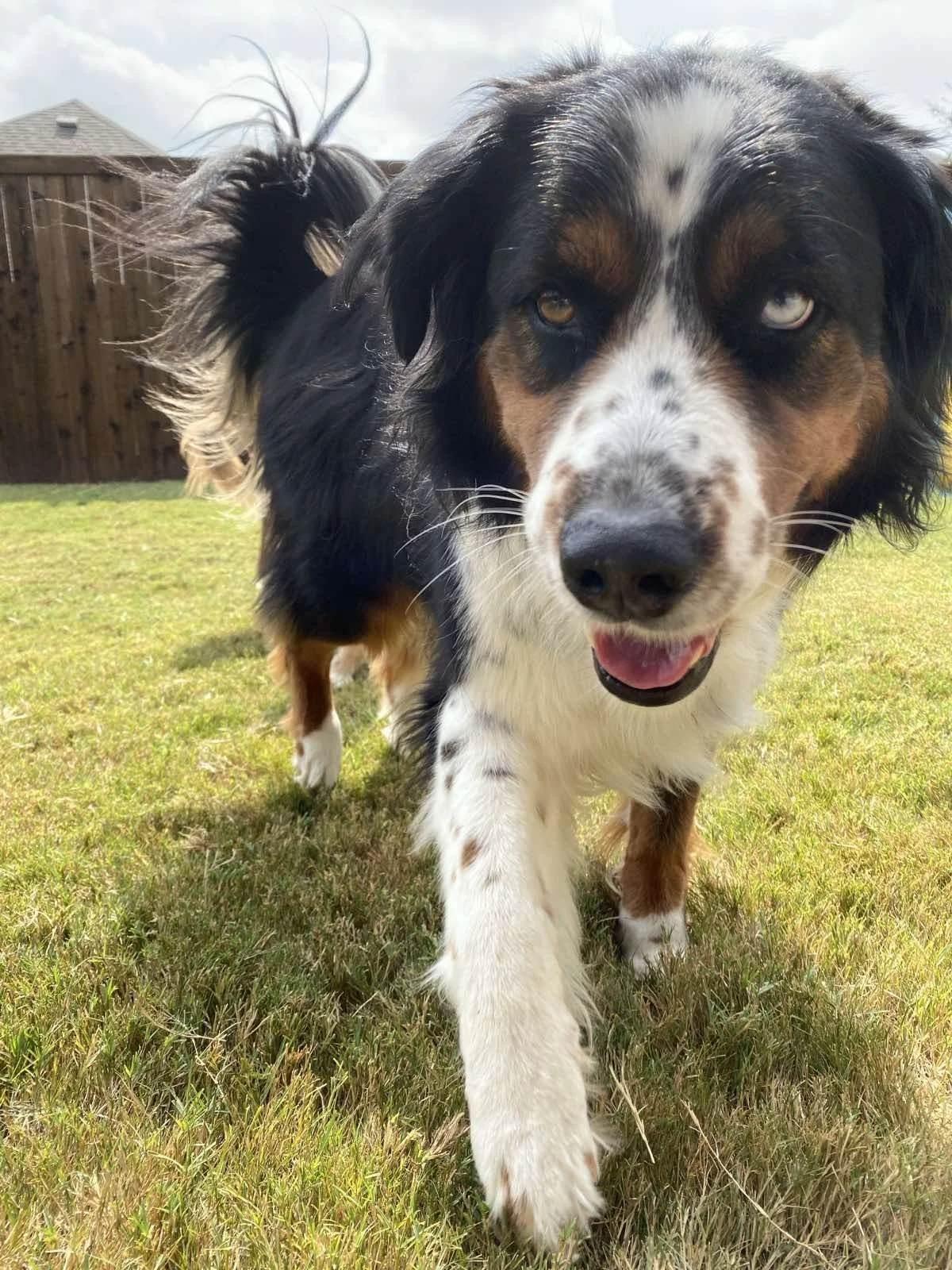 A close-up of an Australian Shepherd dog running on grass in a backyard, with a wooden fence and a house in the background.
