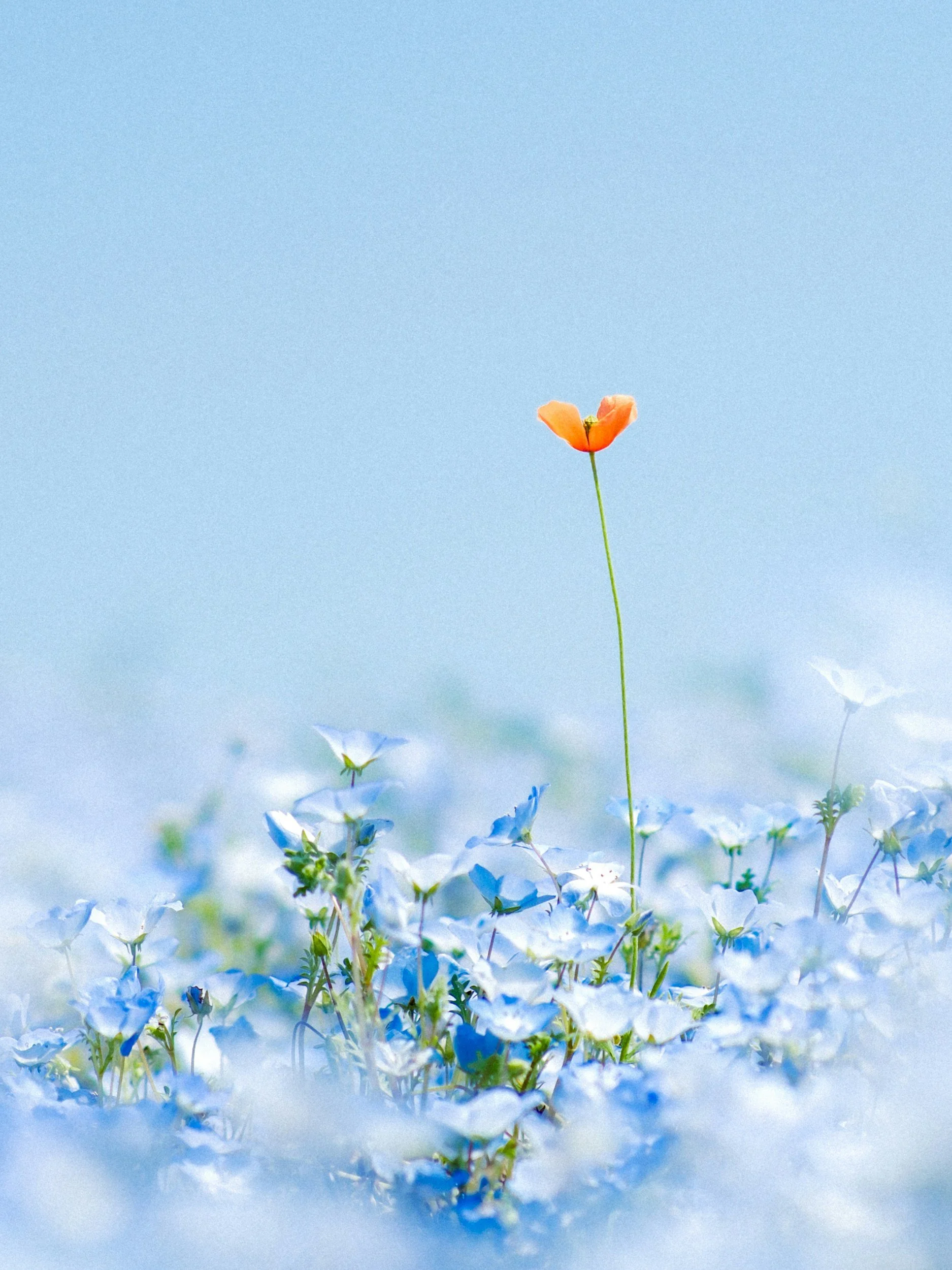 Single orange flower standing taller than surrounding blue and white flowers against a clear blue sky.