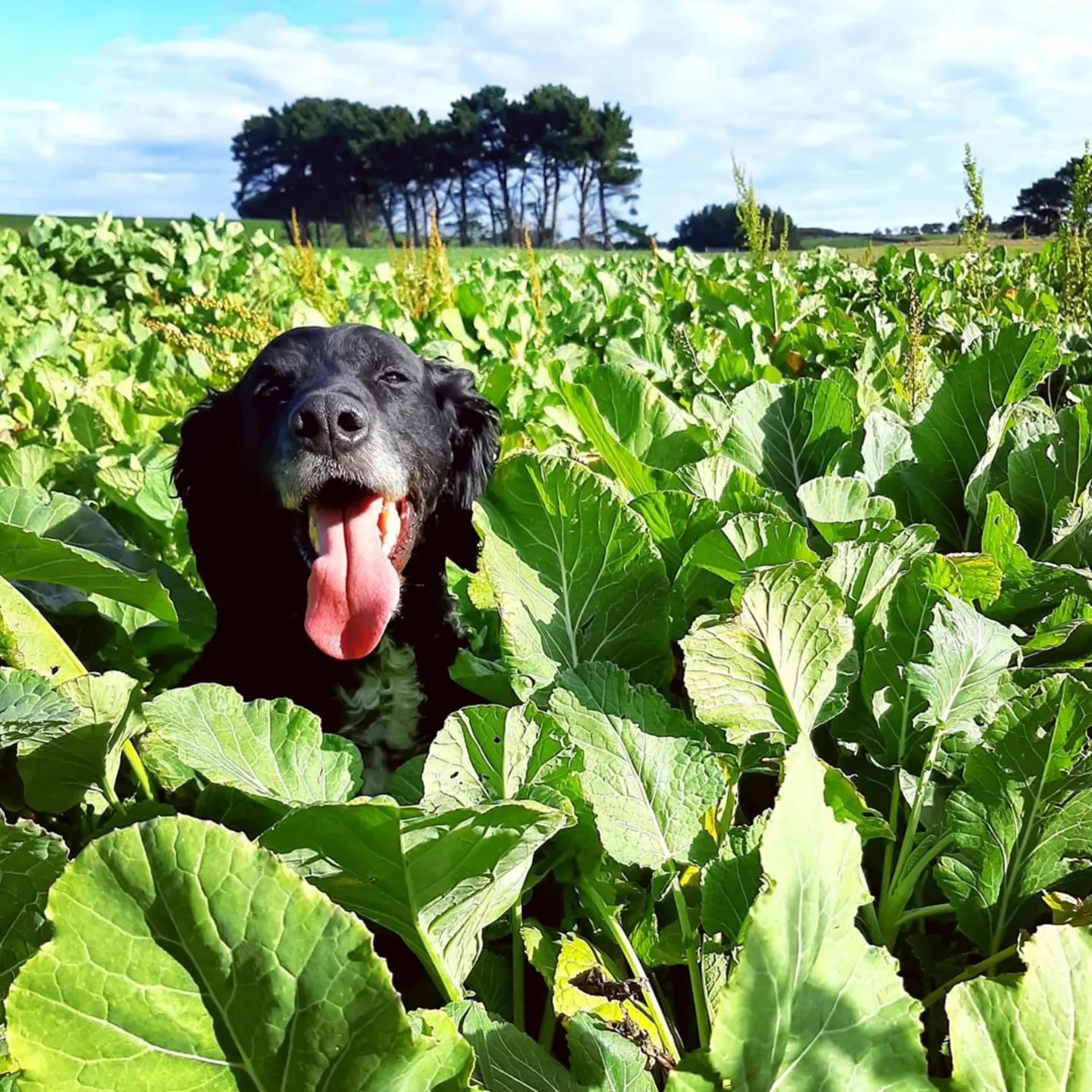 Western Southland Veterinary Club Legacy Fund