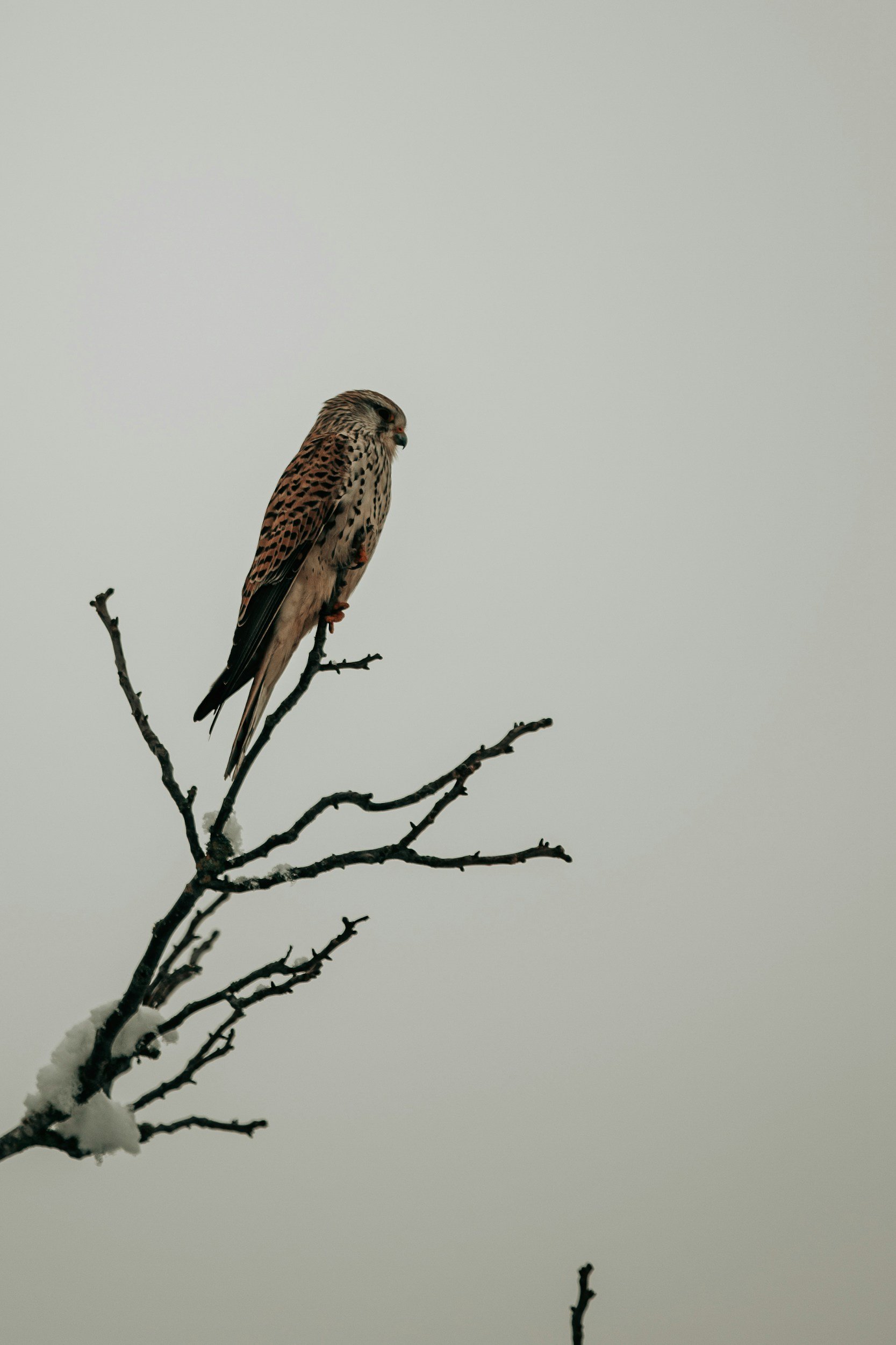 A bird of prey perched on a bare, snow-dusted branch against a pale, overcast sky.