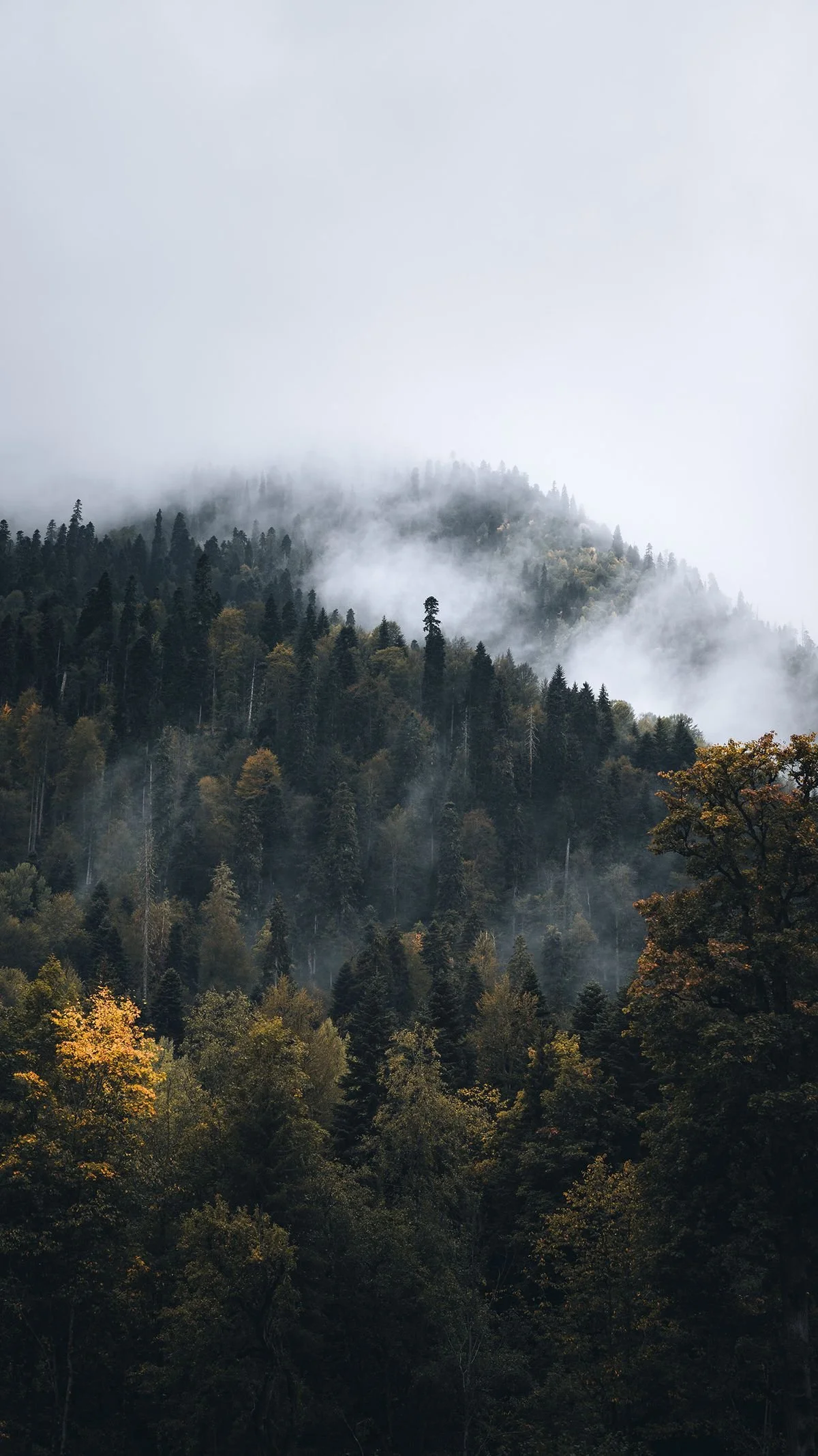 A foggy mountain landscape covered in dense trees with mist rolling over the mountaintops.