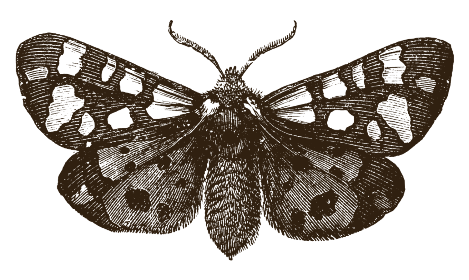 Silhouette of a butterfly with opened wings, showing detailed patterns on the wings.