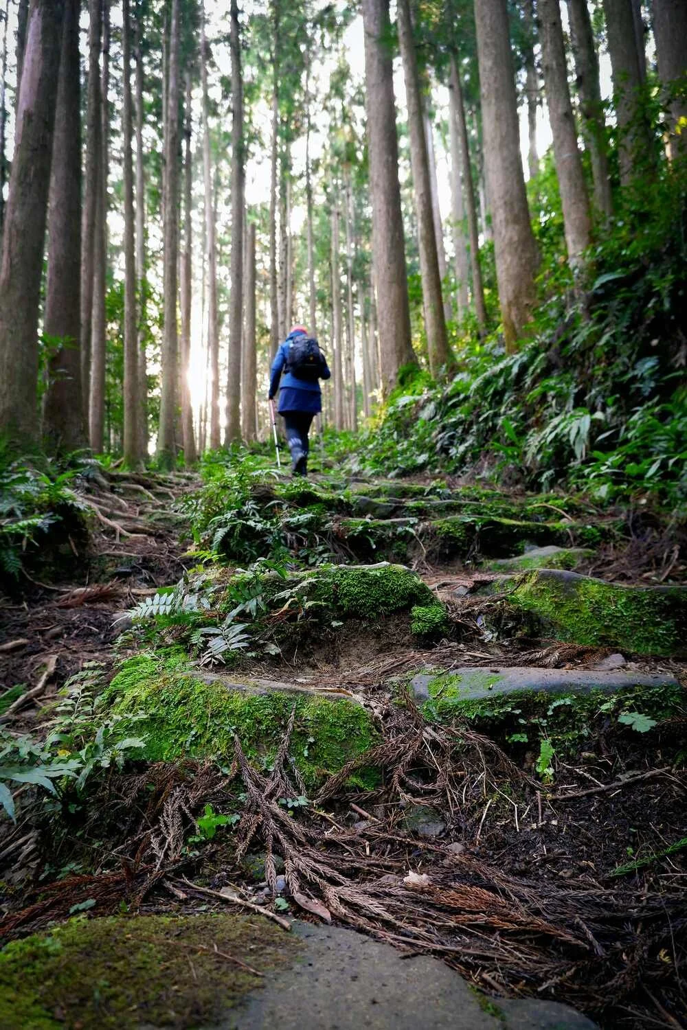 A person hiking through a moss-covered forest trail with tall trees and sunlight filtering through the leaves.