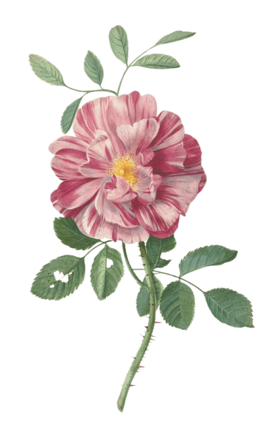 A watercolor illustration of a pink and white striped rose with green leaves on a black background.