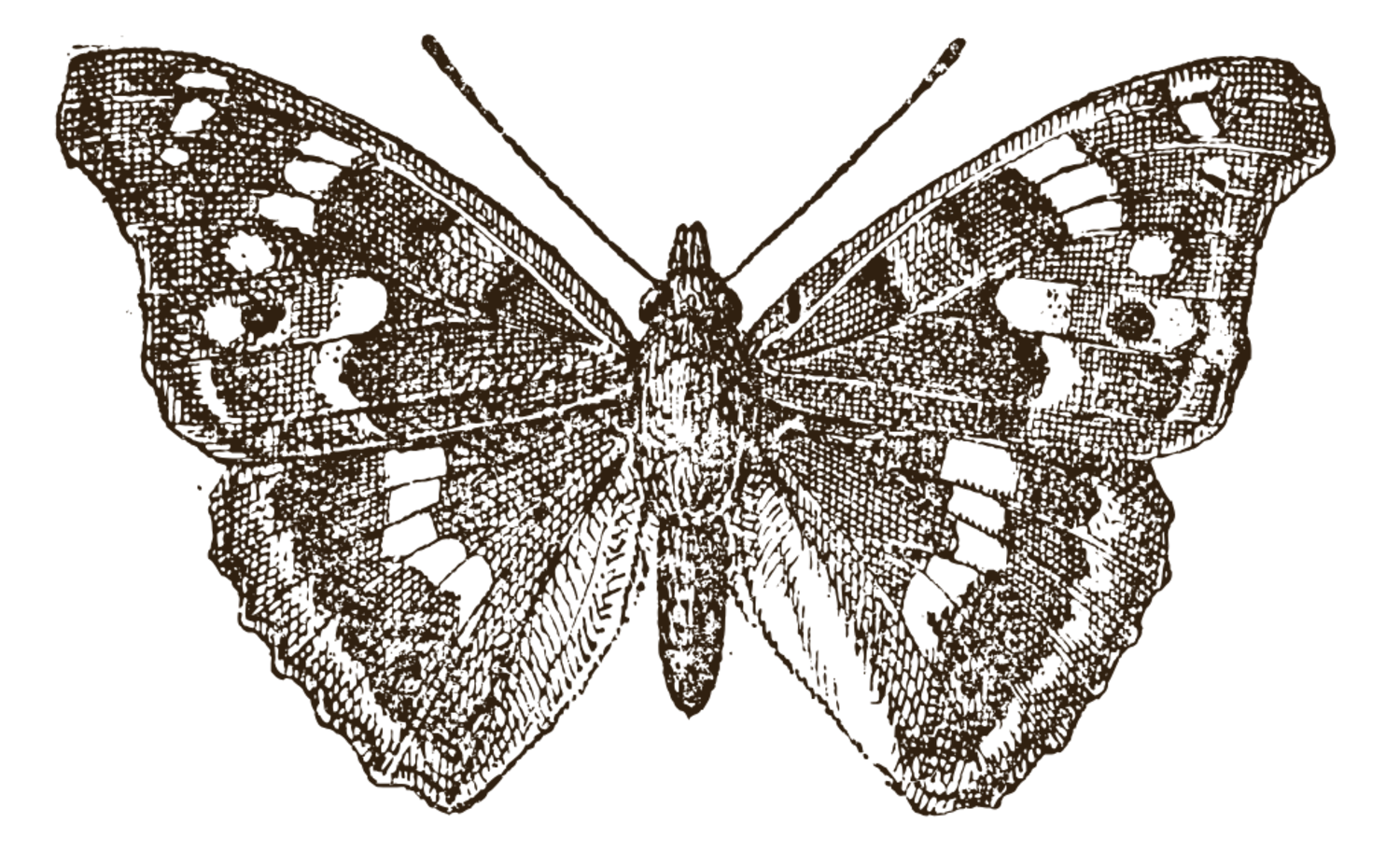 Illustration of a butterfly with detailed wings, symmetrical patterns, and antennae.