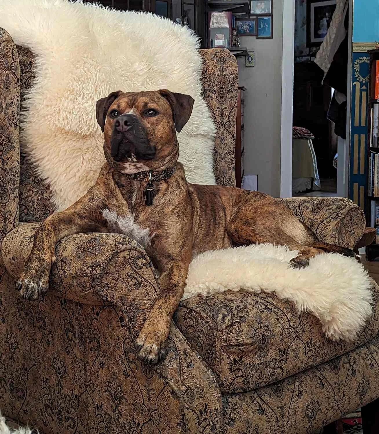 A brindle-colored dog with a black collar sits on an ornate, patterned armchair with a white, fluffy pillow behind its back and a matching fluffy blanket under its chest.