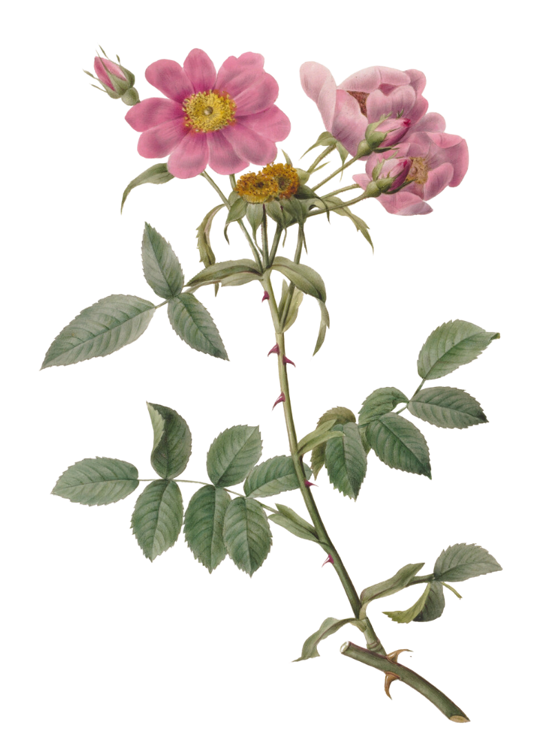 A stem of a pink and yellow wild rose with multiple pink blossoms and green leaves.