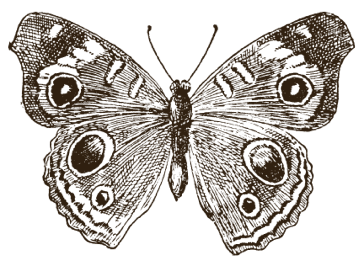 Illustration of a butterfly with detailed wing patterns and antennae.