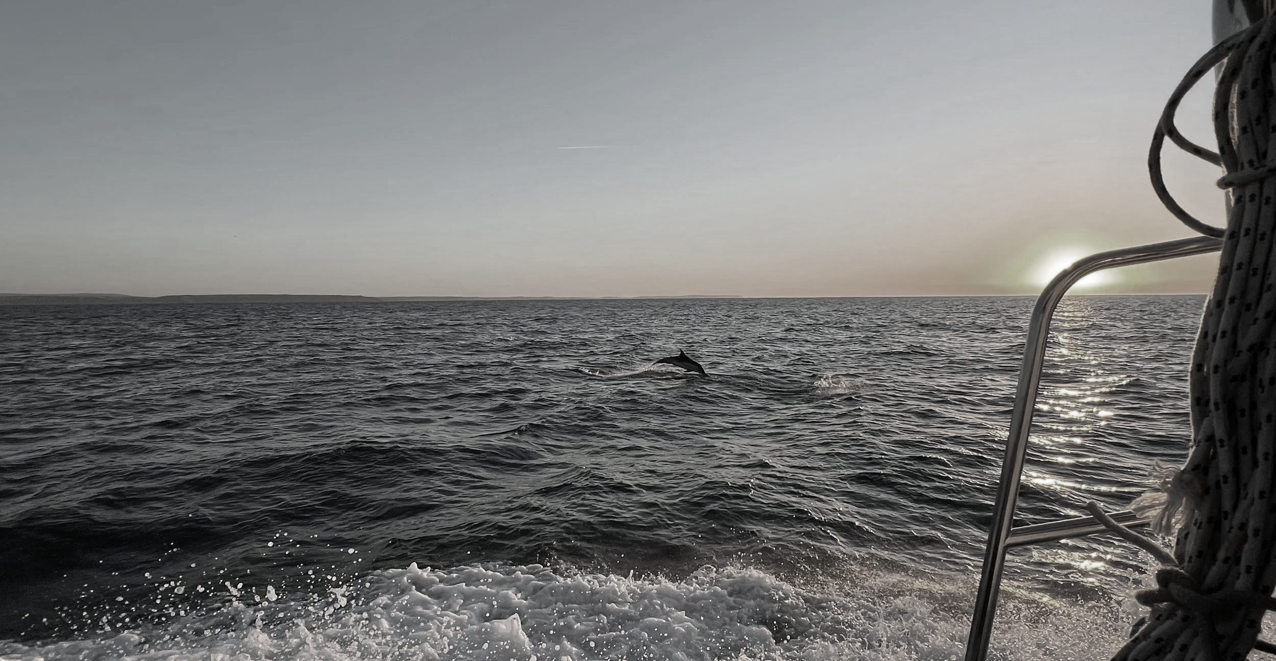 Common Dolphin, offshore Plymouth, UK.  Photo Credit:  Mark Burnett
