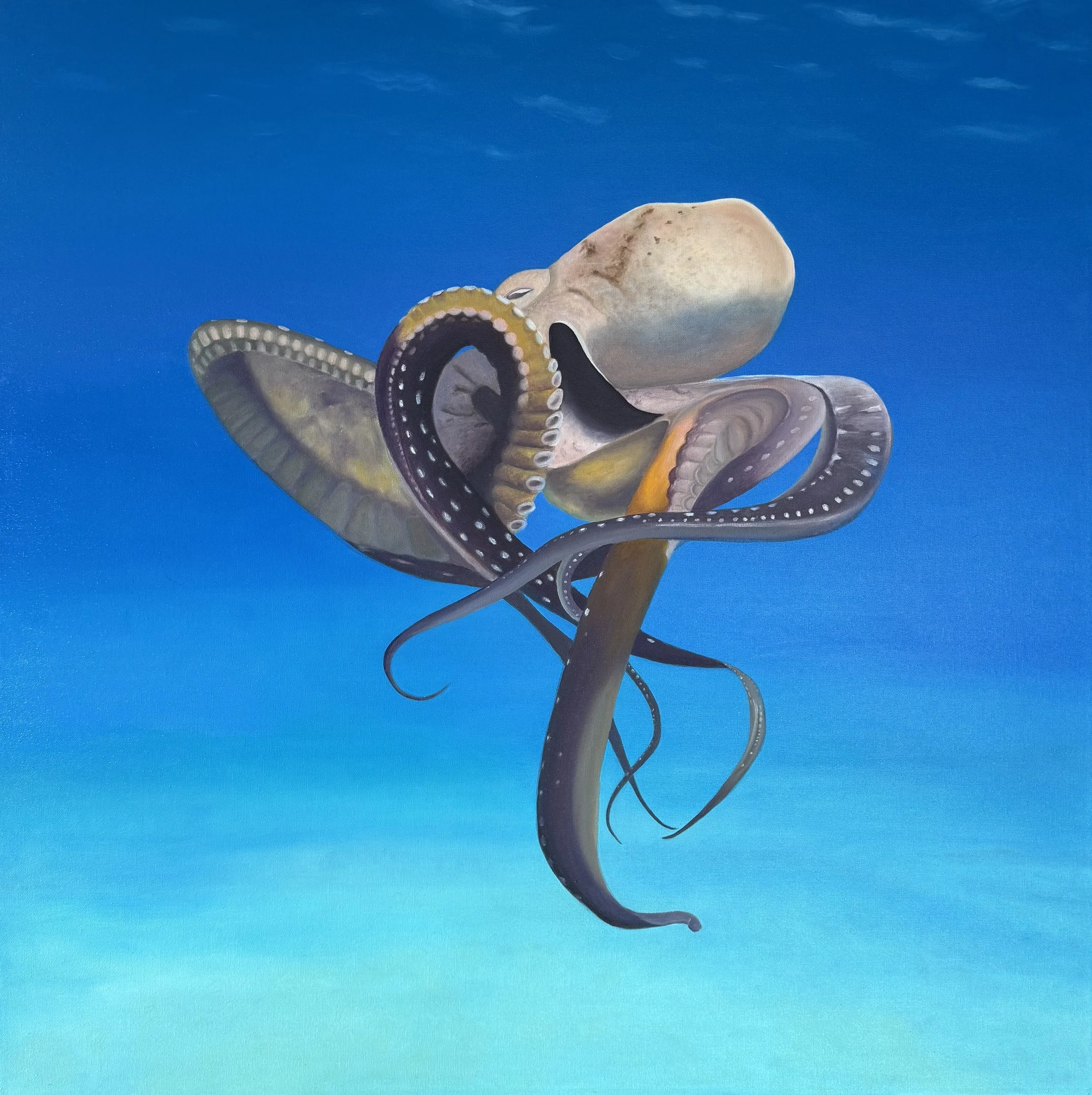 Ohm 36x36 oilo on canvas 3,800 8:25.jpg