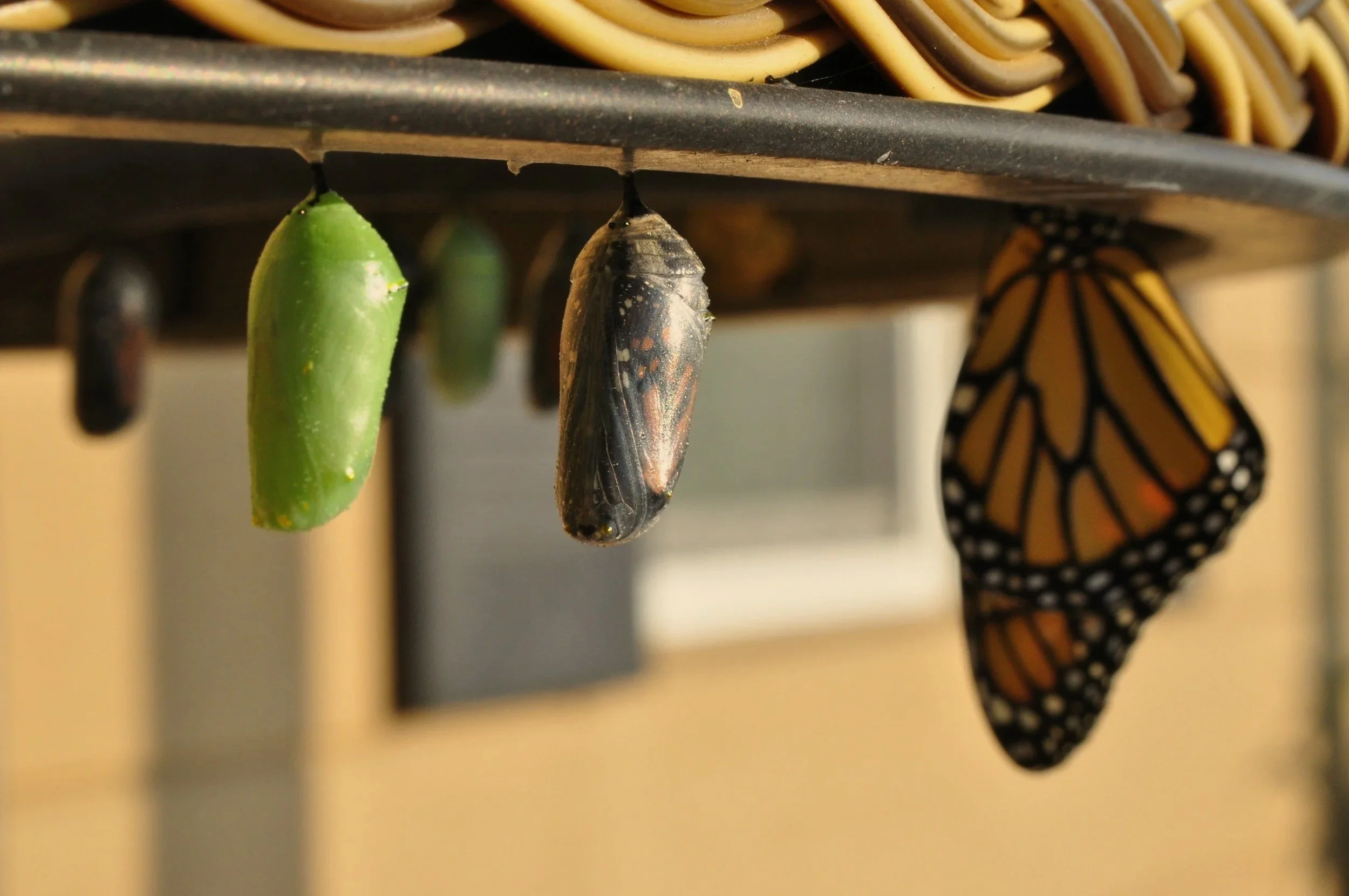 Close-up of a monarch butterfly emerging from a chrysalis hanging on a kitchen rack, with a second green chrysalis and additional butterflies in various stages in the background.