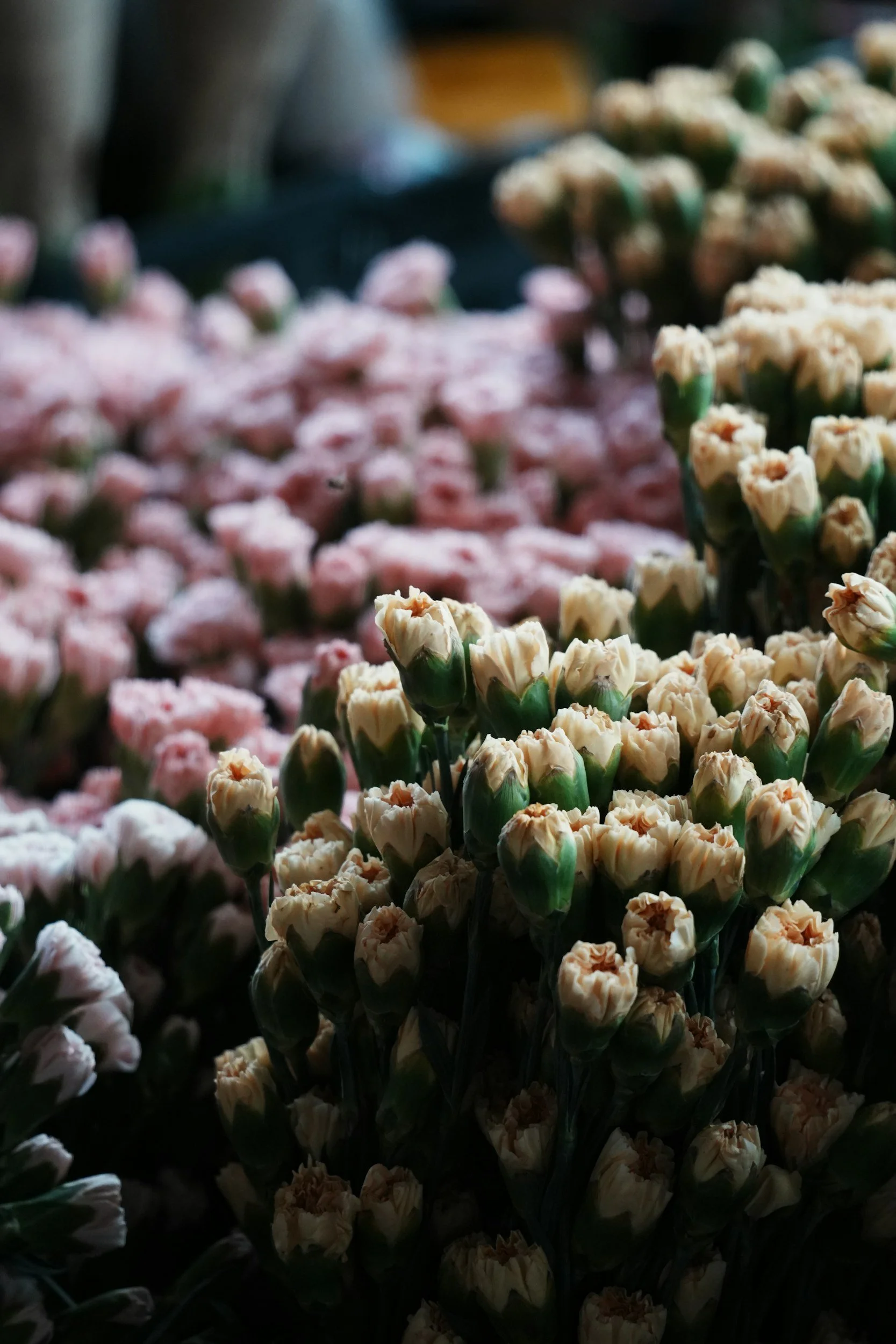 Close-up of tuba flowers with light-colored petals and green stems, densely packed together.