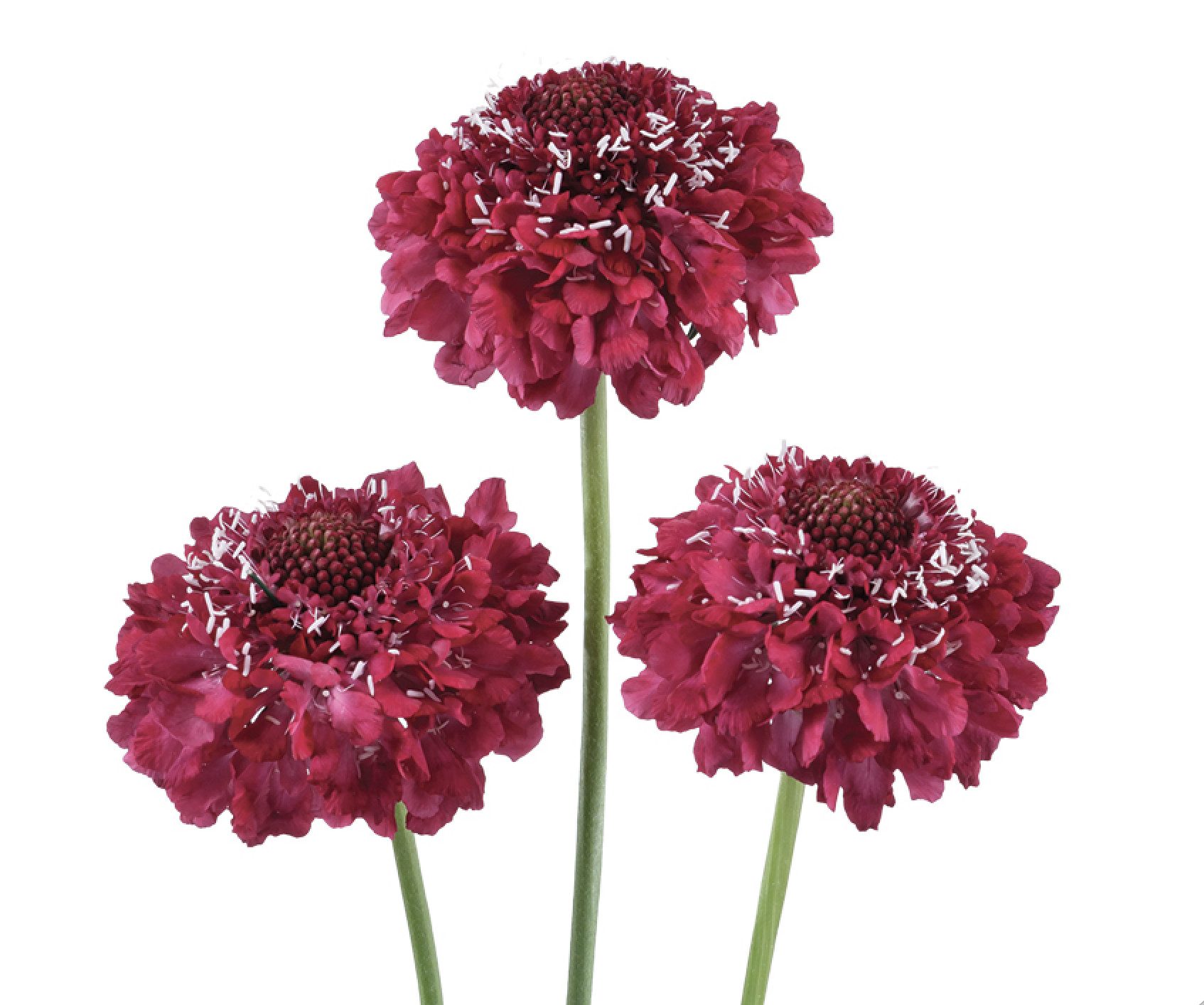 Scabiosa Focal (Scoop Series) Pink Hot 4"