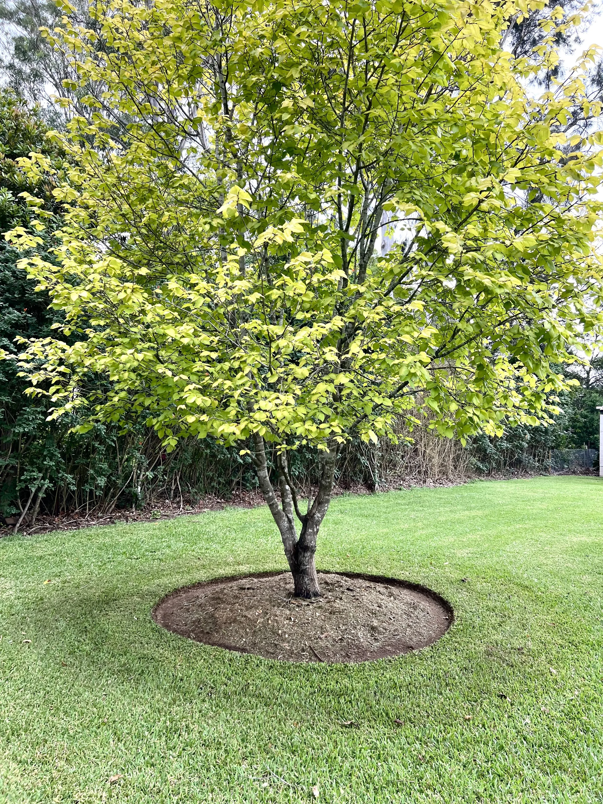 A tree with green leaves planted in a circular bed of soil, surrounded by a neatly mowed lawn with a hedge in the background.