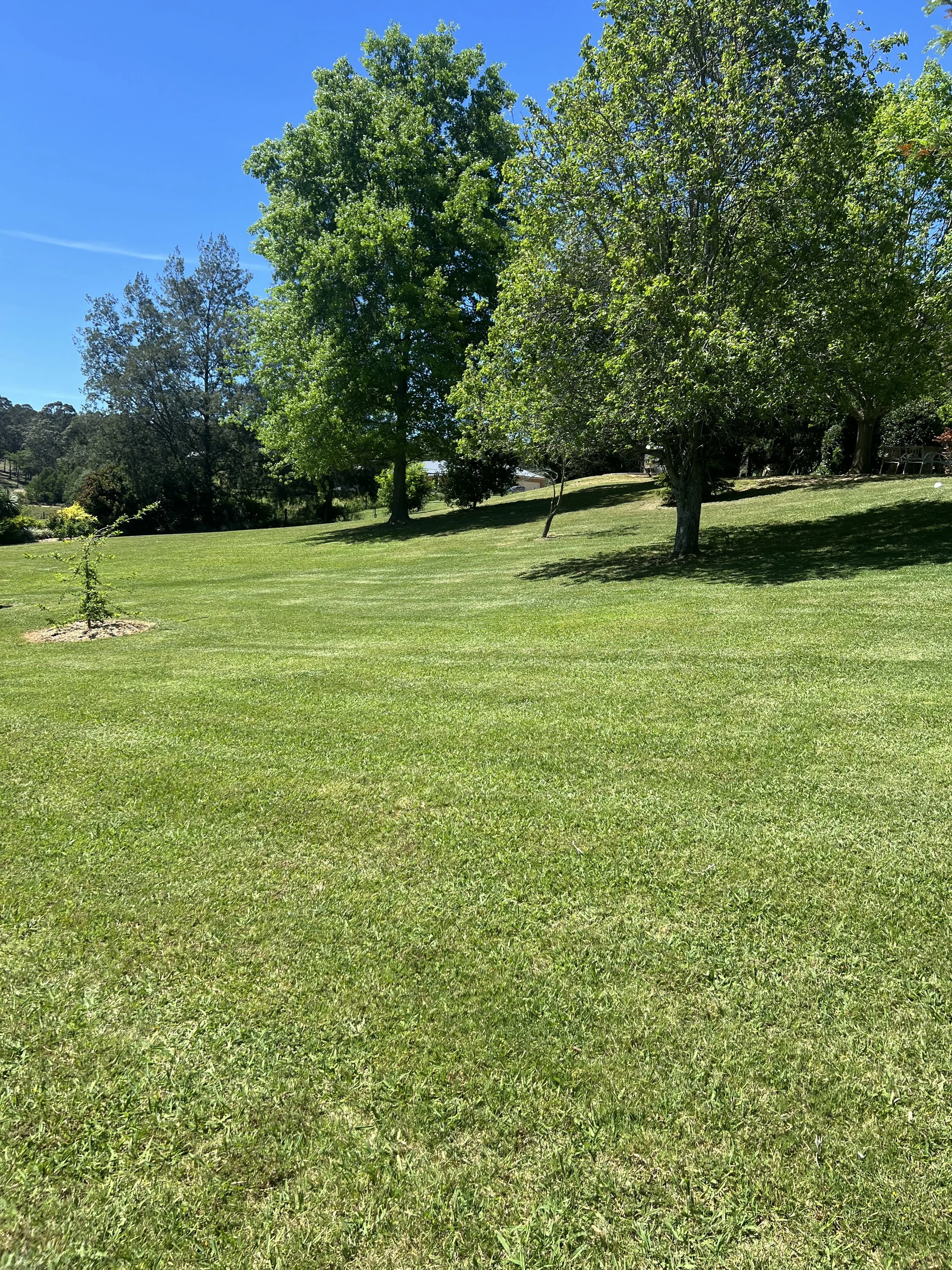 A lush green lawn with several trees casting shadows on the grass under a clear blue sky.