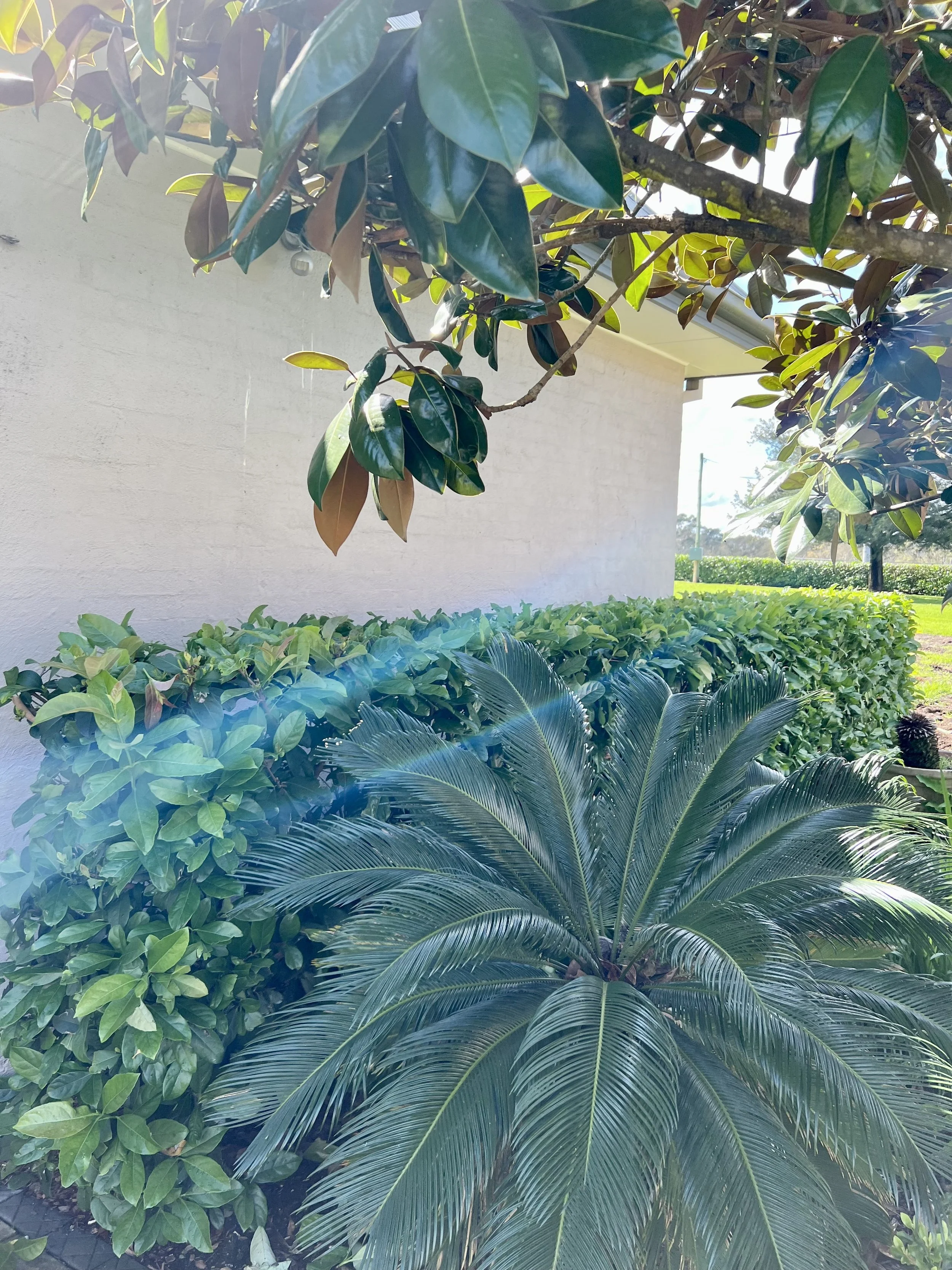A garden with a large palm-like plant in front, a manicured hedge behind, and a tree with broad green leaves hanging over the scene. There's a white wall to the left and a small glimpse of a building roof on the right, with sunny weather.
