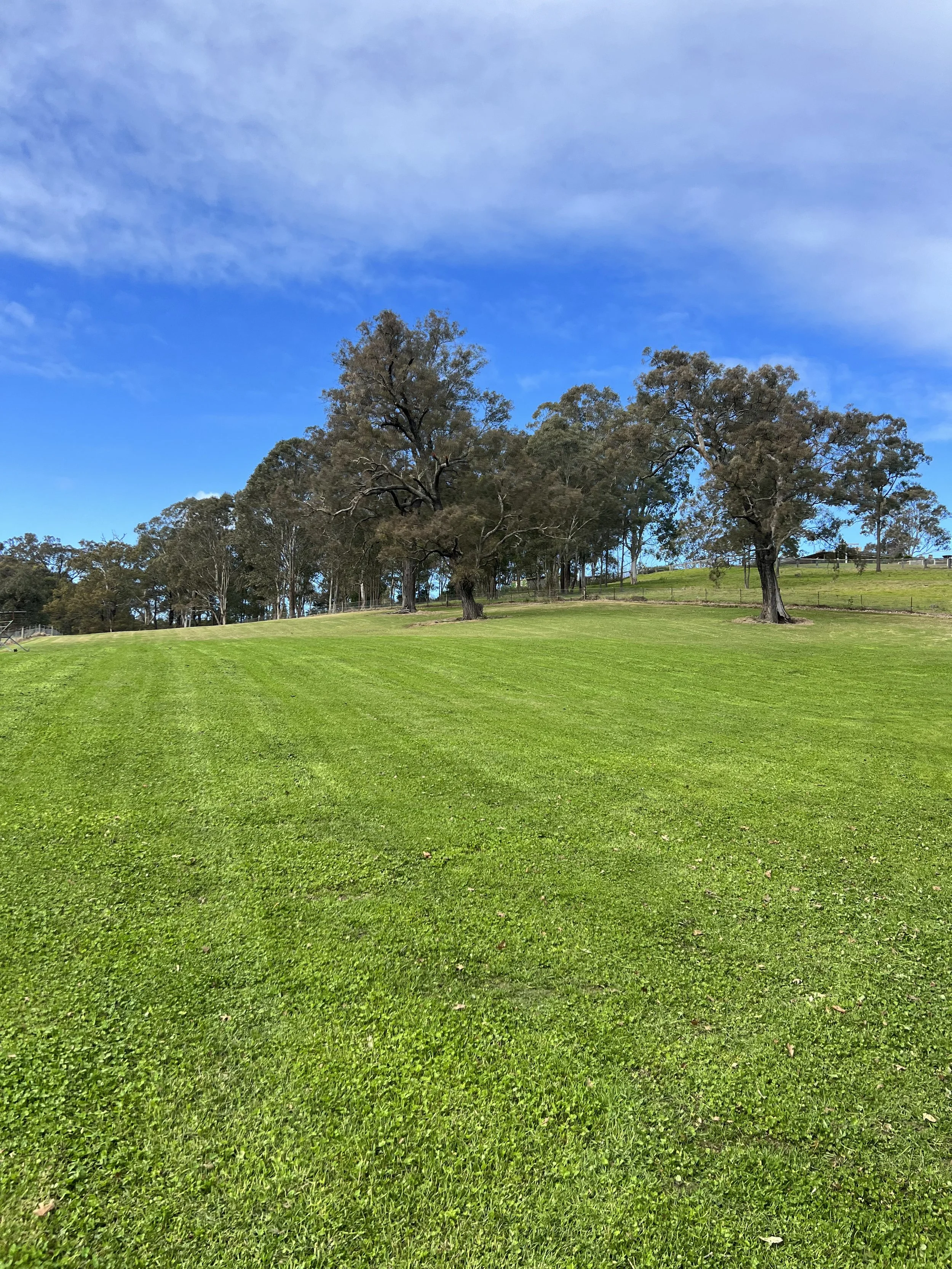 A grassy hill with several large trees under a partly cloudy blue sky.