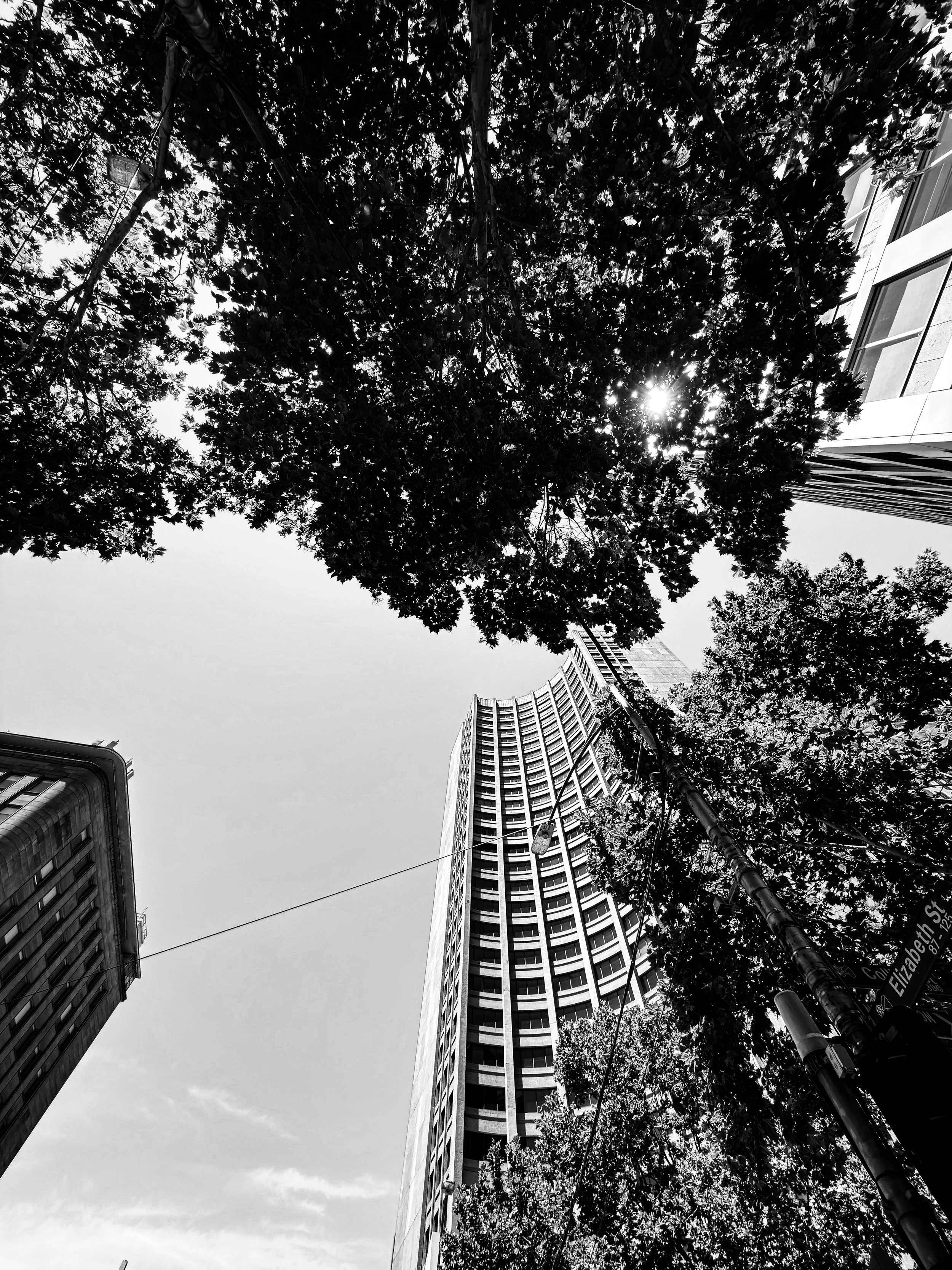 City treescape