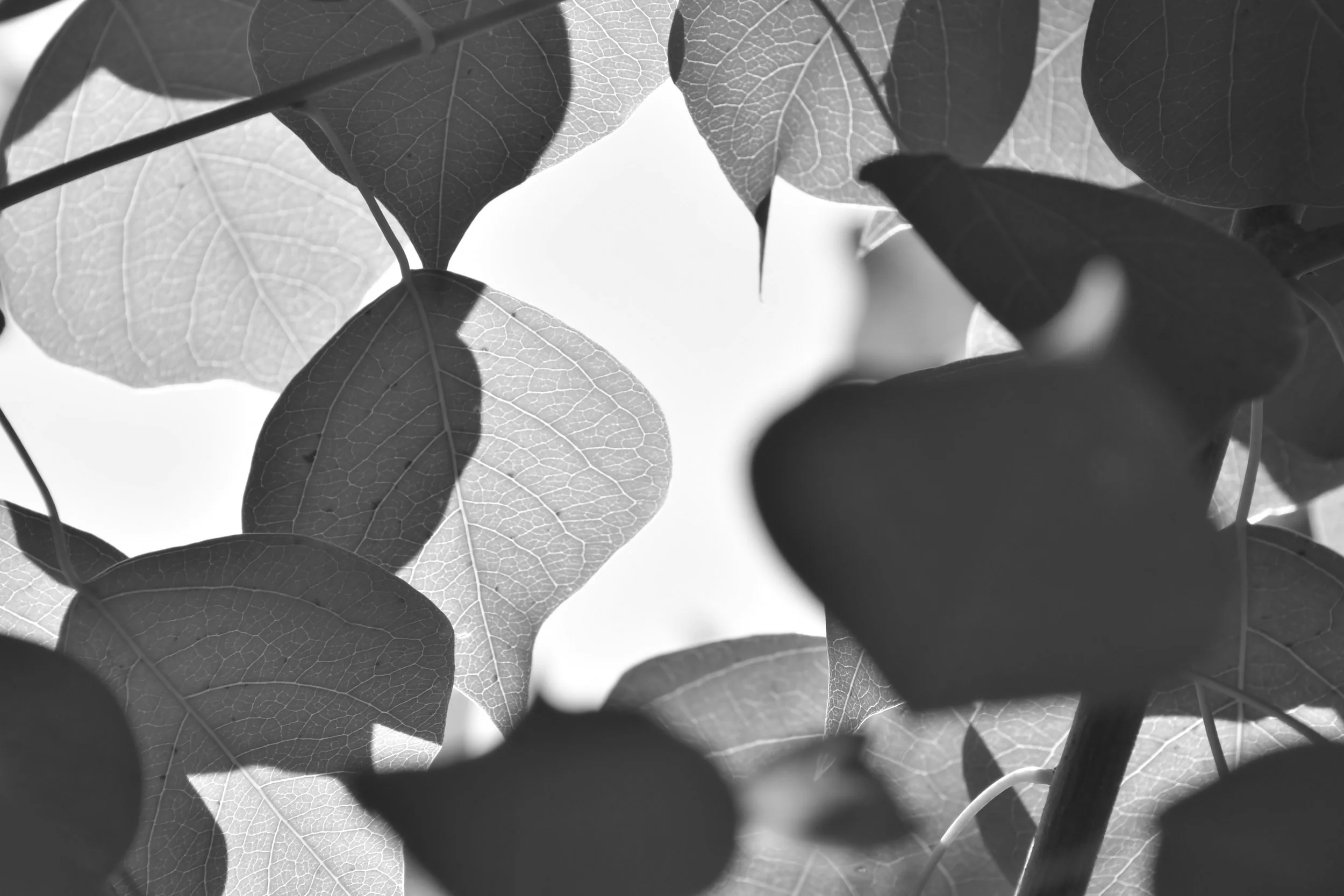 Transparent leaves