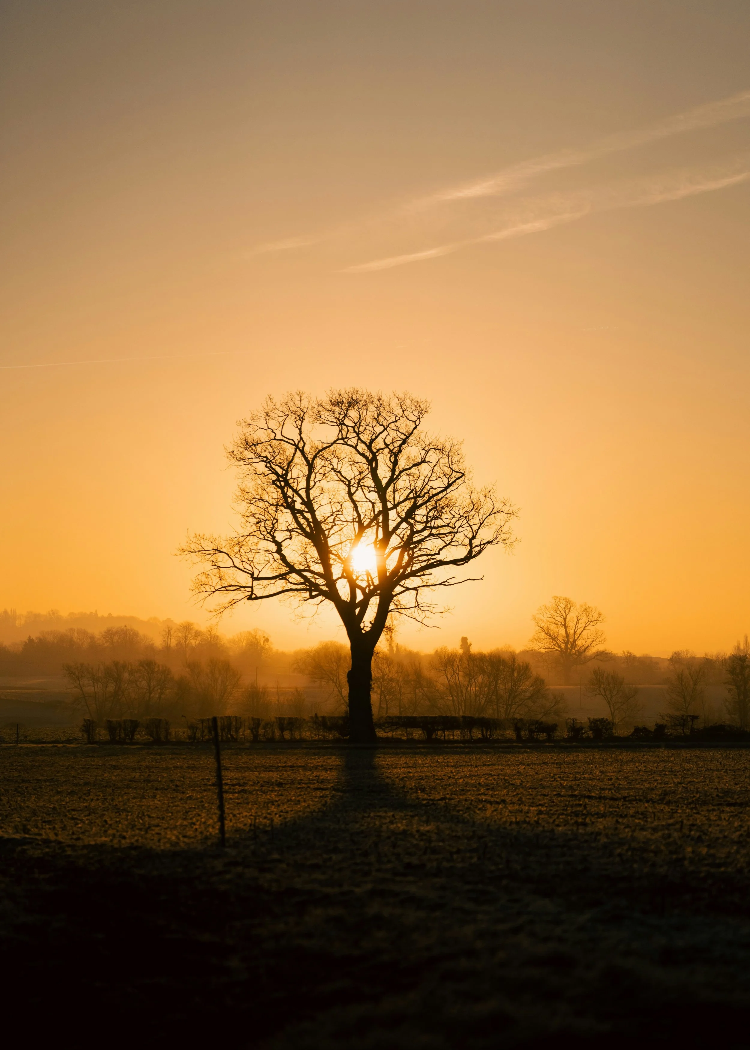 Sunrise through the tree