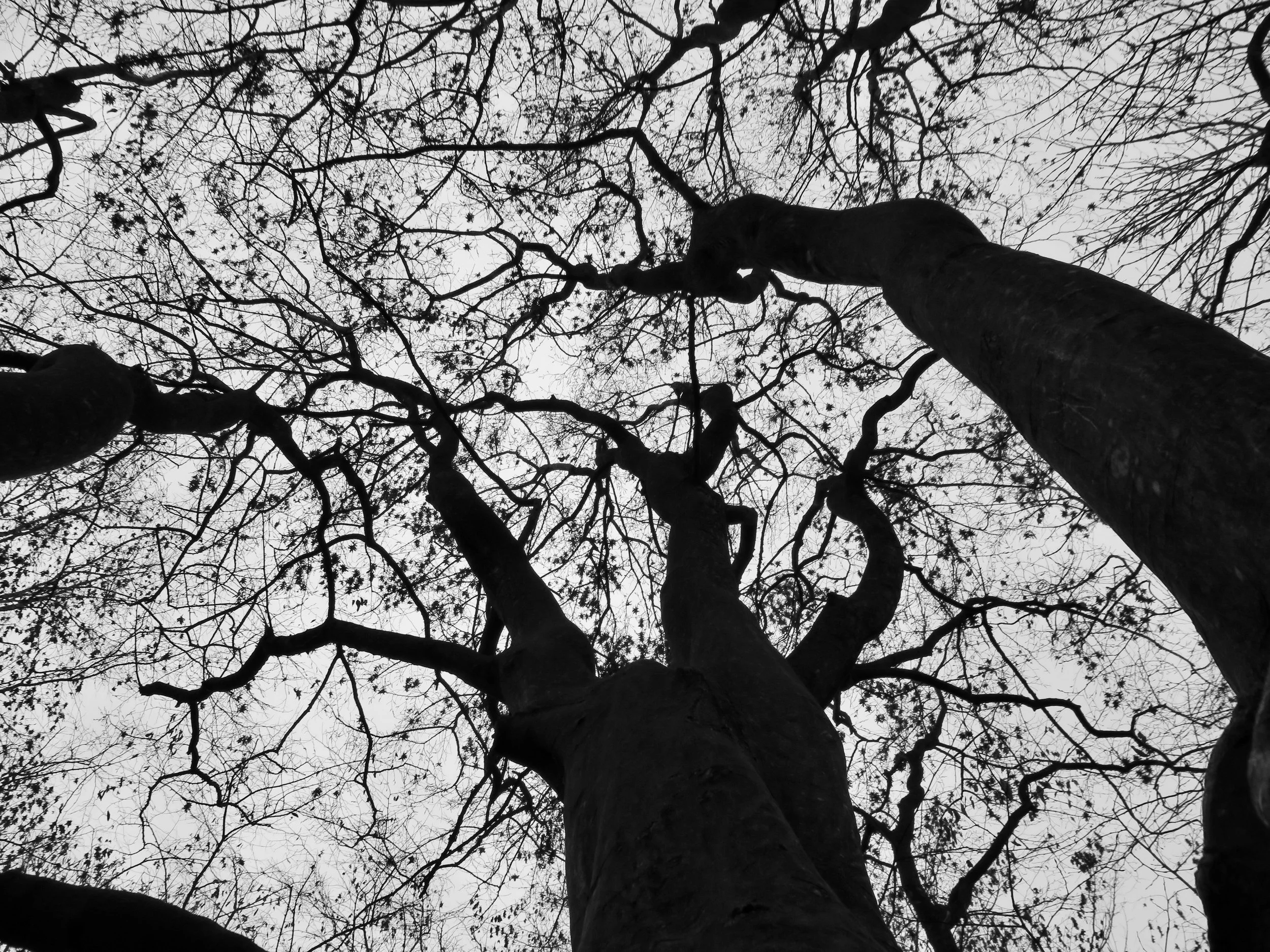 Upward shot of branches