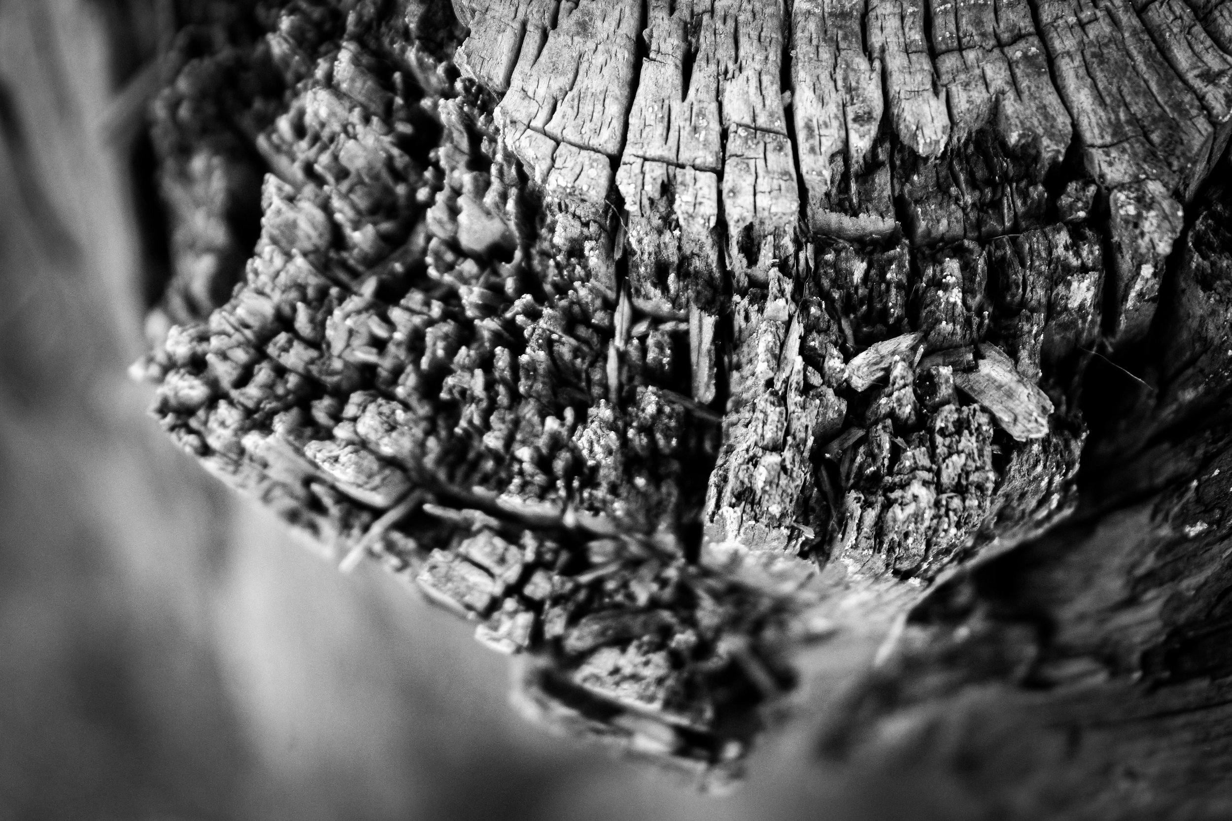 Root systems