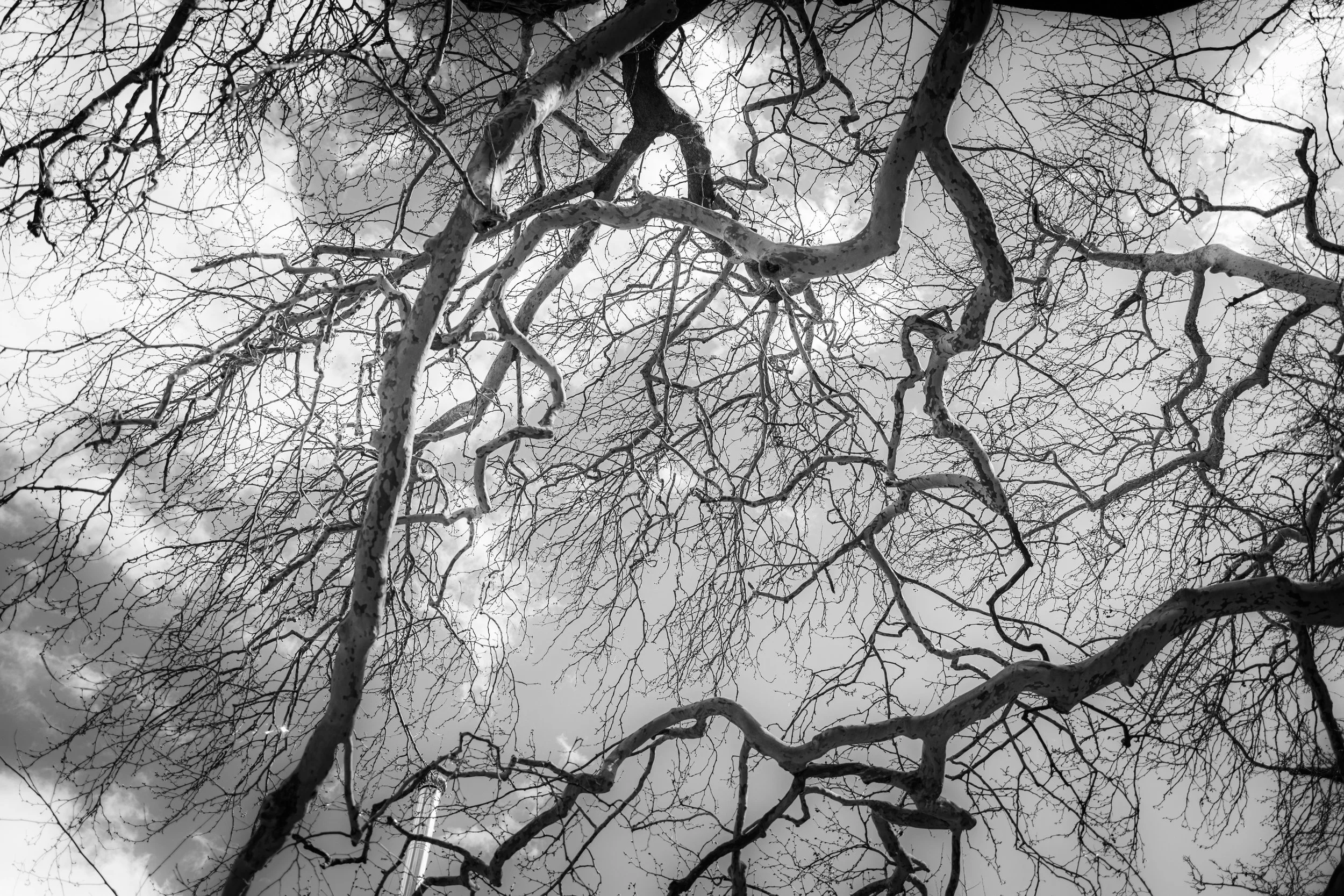 Winter branches