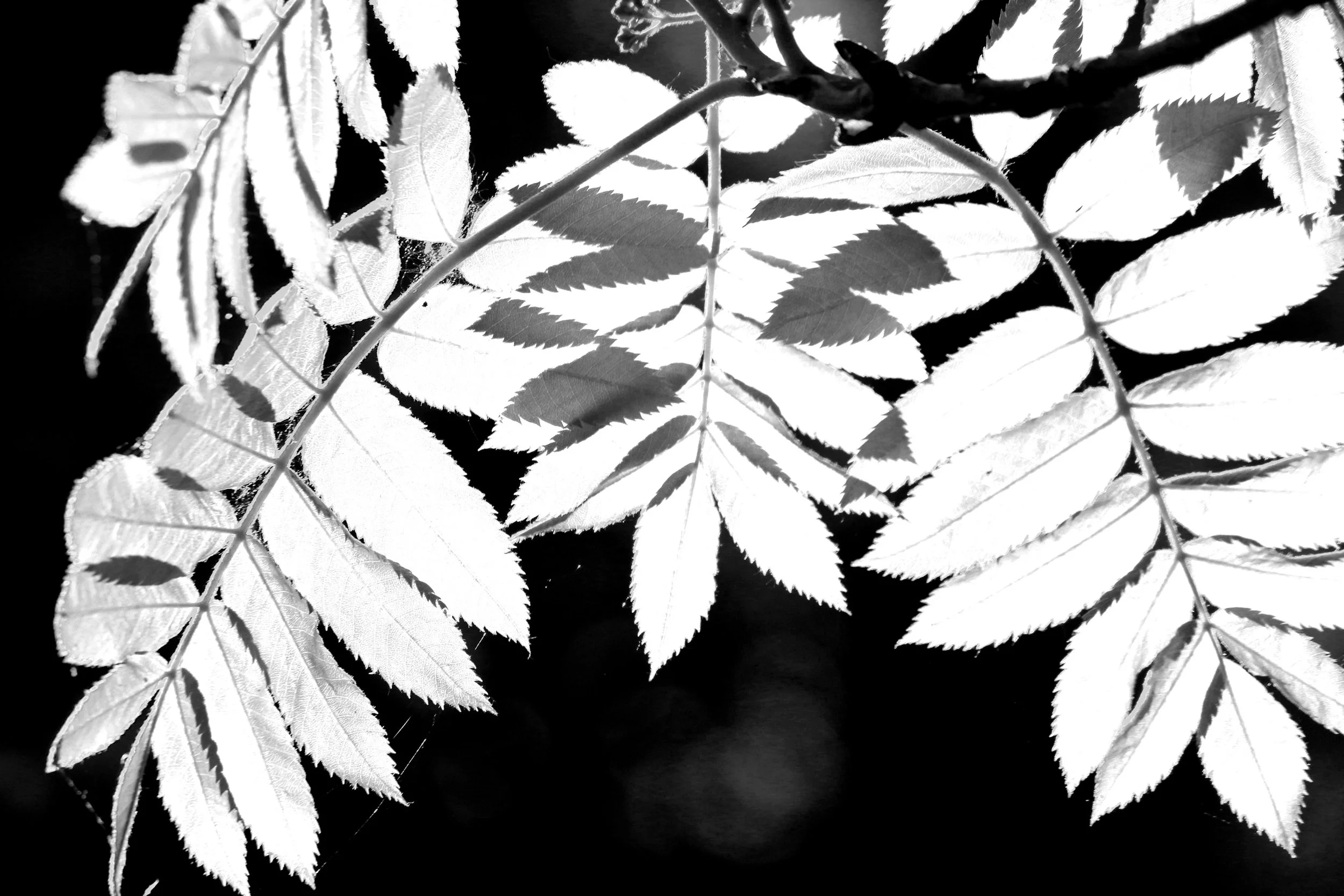 High contrast light through leaves