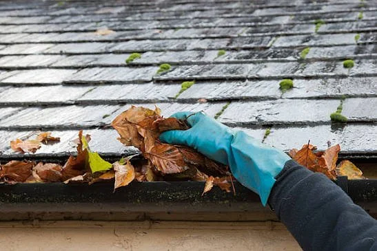 Person wearing a blue glove cleaning fallen leaves from a roof gutter.