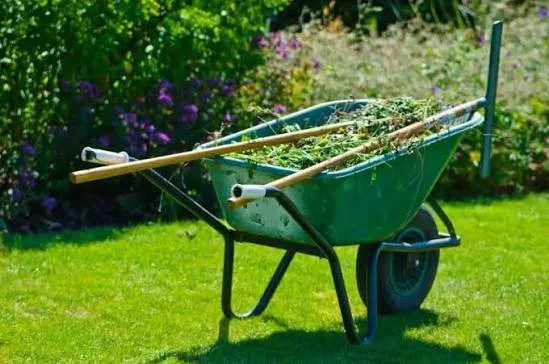 Green wheelbarrow filled with garden debris on a grassy lawn.
