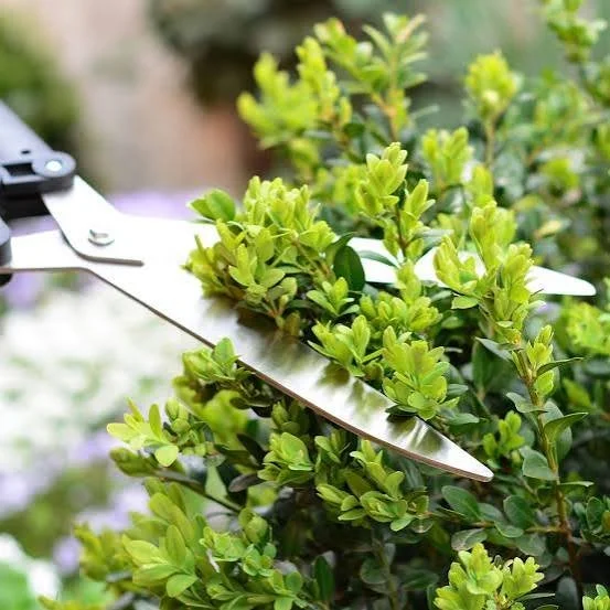 Close-up of pruning shears trimming green shrubbery in a garden.
