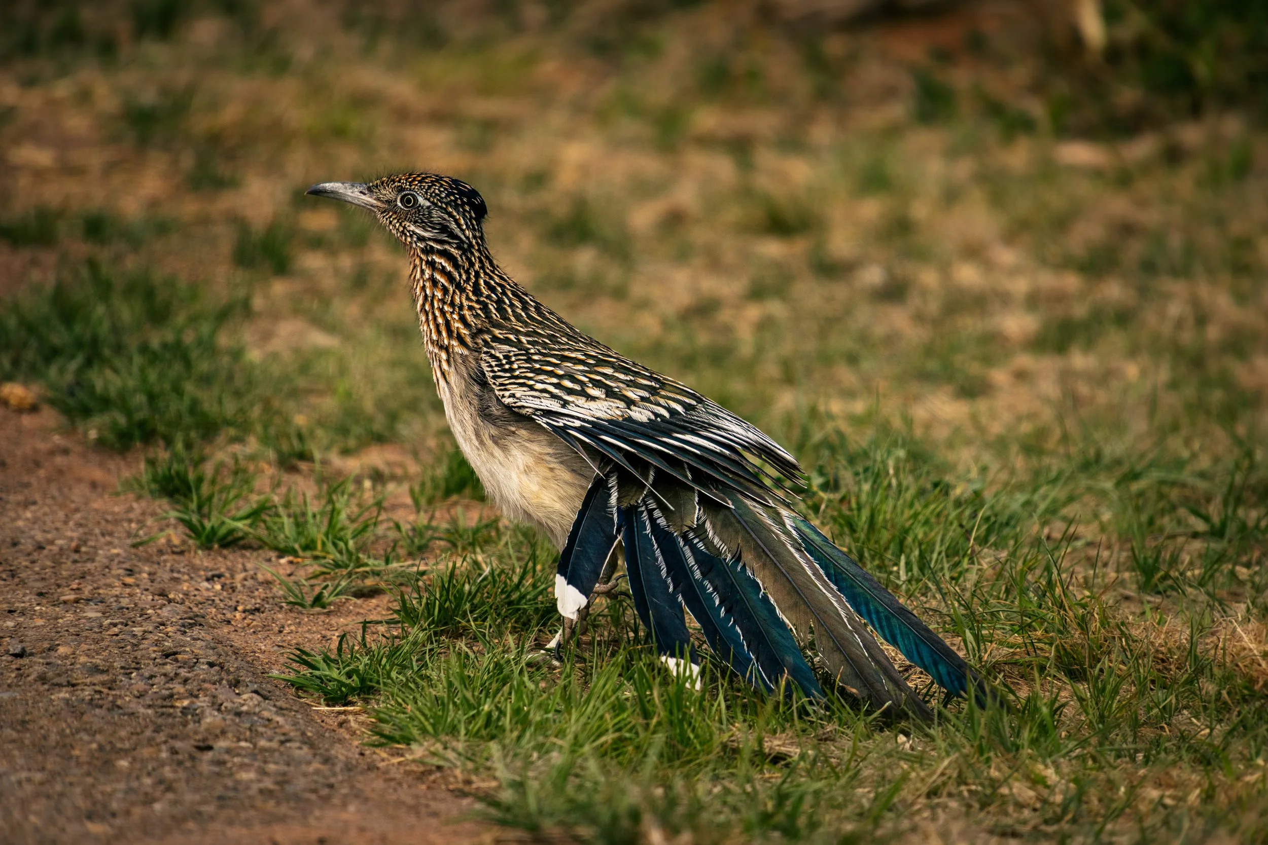 Cantero, Omar-4039.jpg