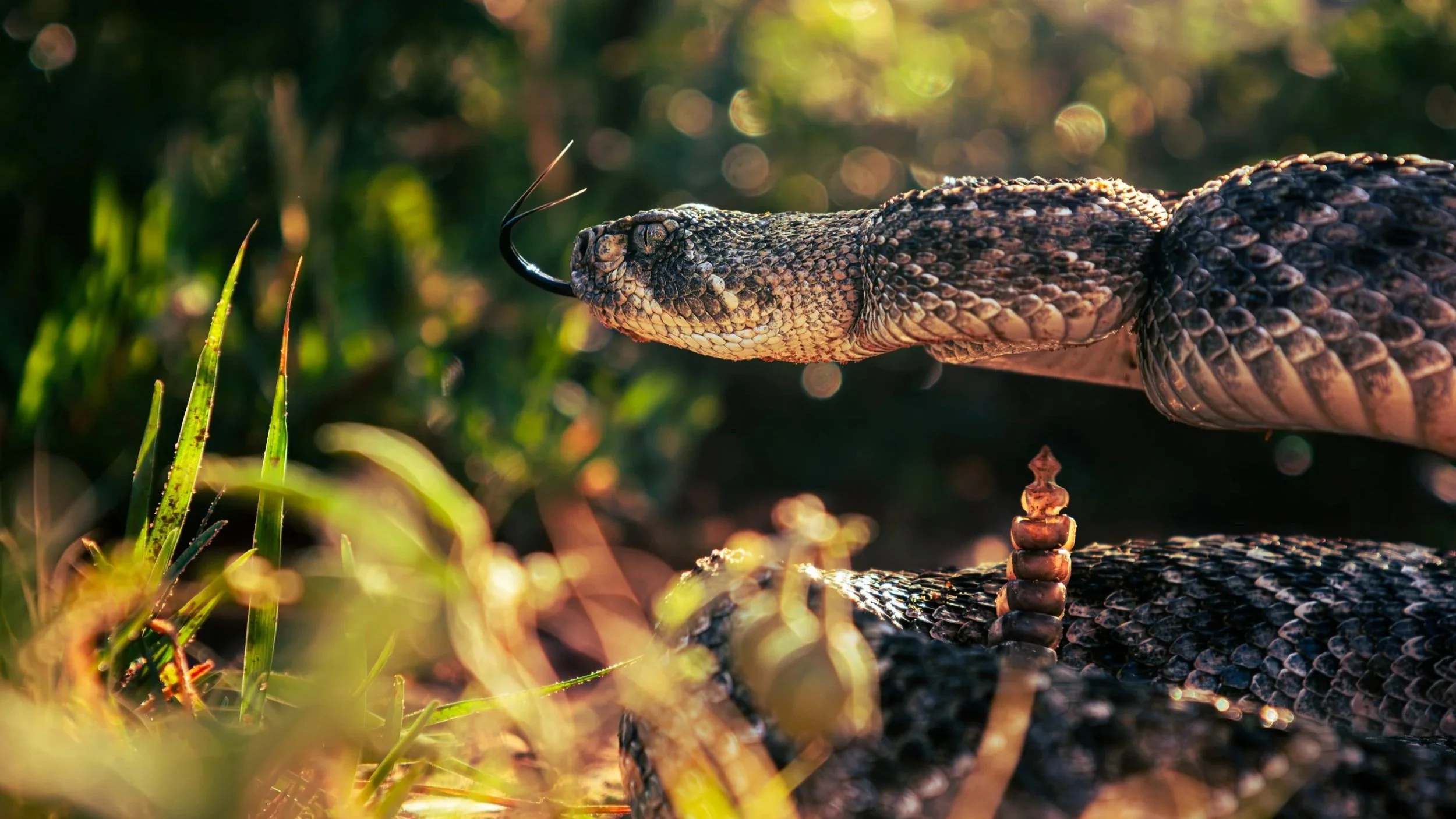 Close-up of a Western Diamondback Rattlesnake with textured scales, blending into the green and sunlit natural surroundings. The snake is shaking it's rattle and sticking its tongue out in a defensive position.