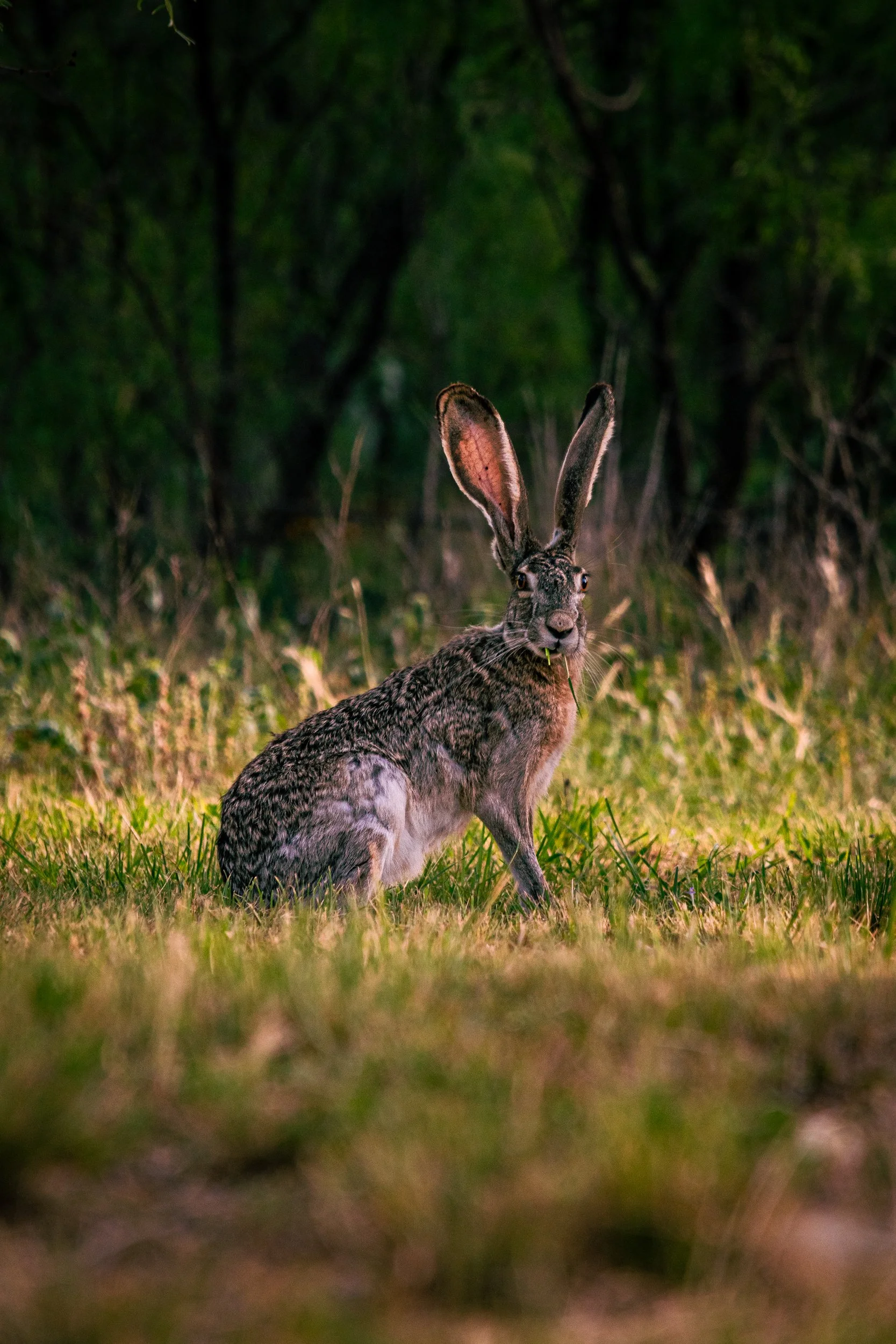 Cantero, Omar-2247.jpg