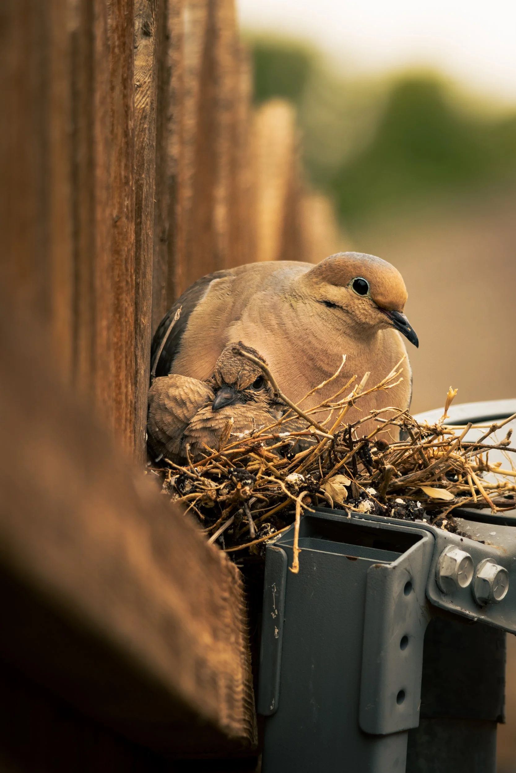 A pregnant mourning dove sits with its newborn on a small makeshift nest resting on top of satellite parts along a brown wood fence.