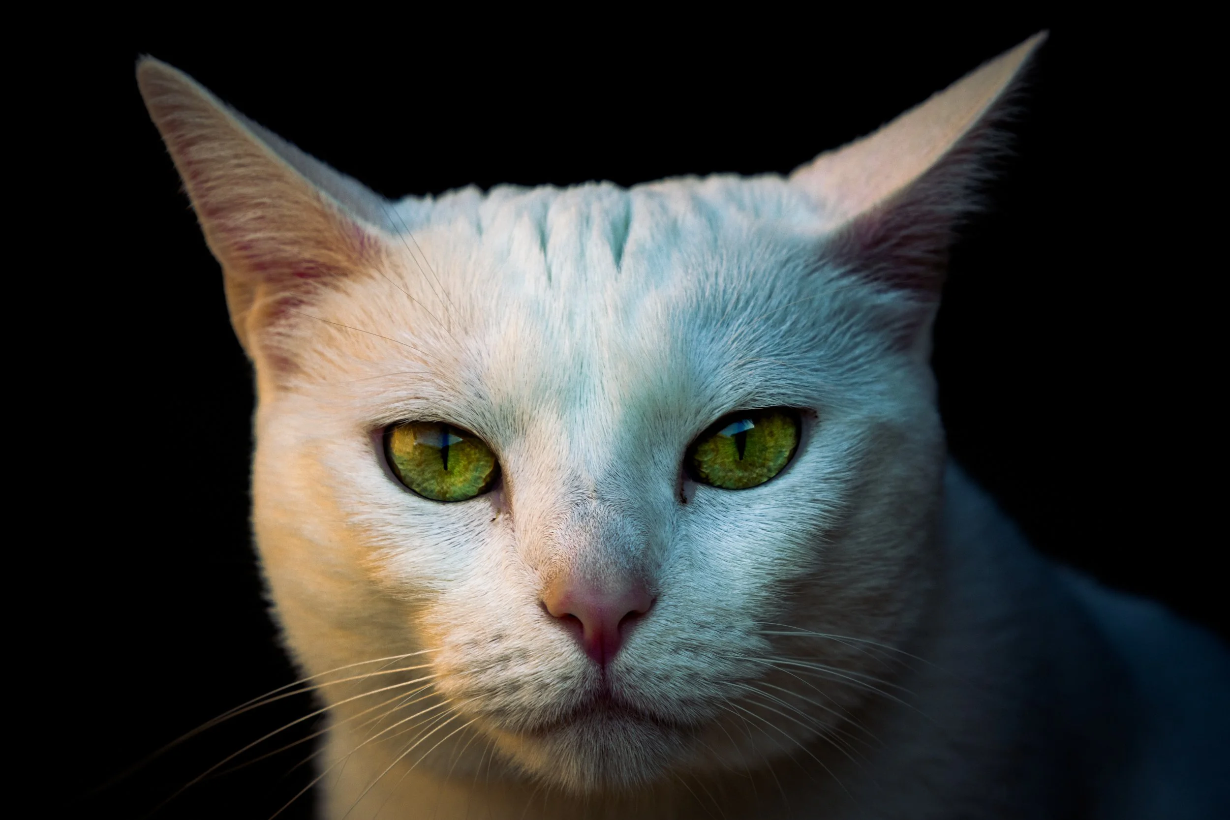 Cantero, Omar-5892.jpg