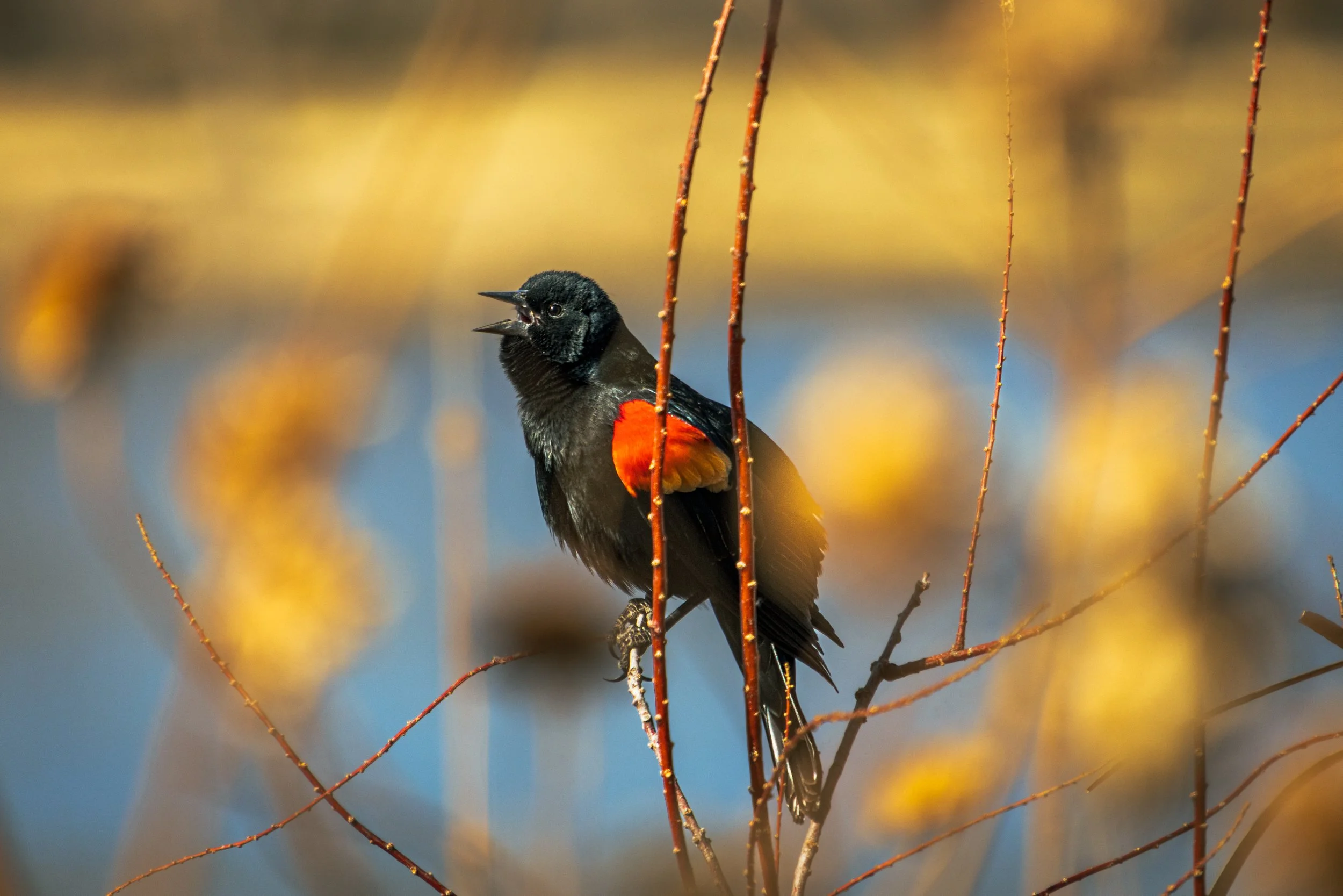 A Red-Winged Blackbird calls out as it rests on a red plant branch with out of focus yellow flowers in the foreground and a blue lake in the background.