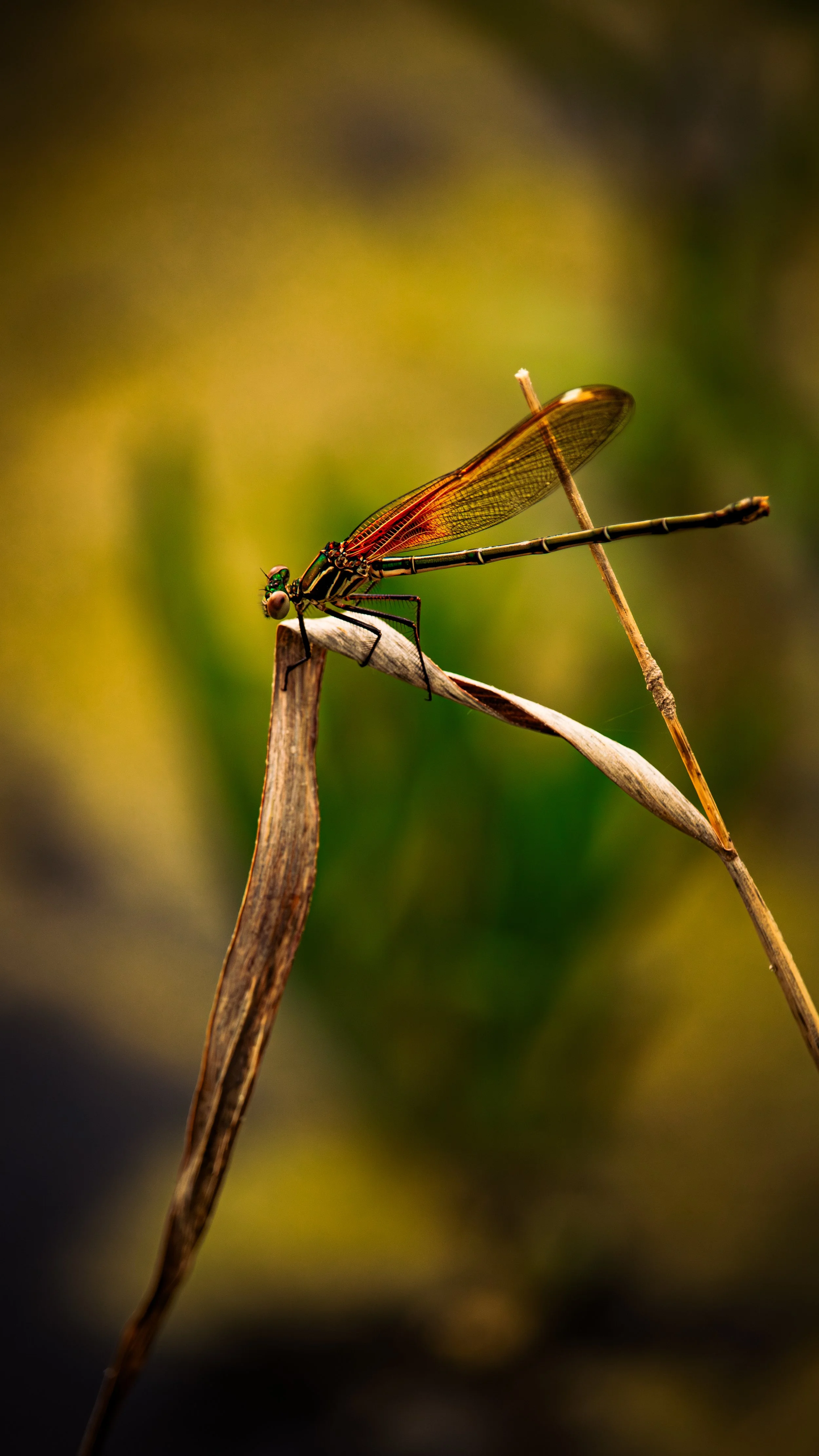 Cantero, Omar-9190.jpg