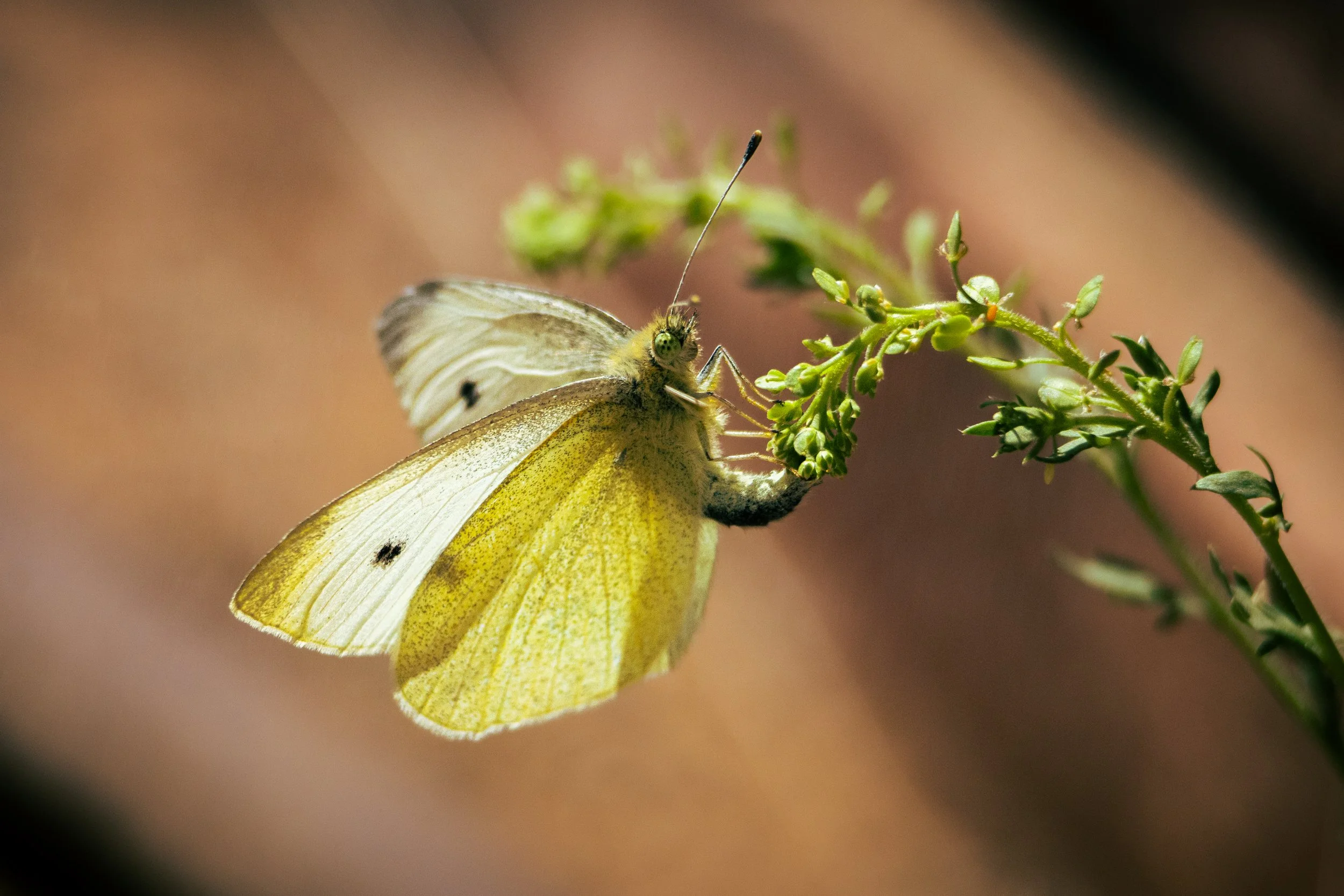 Cantero, Omar-4337.jpg