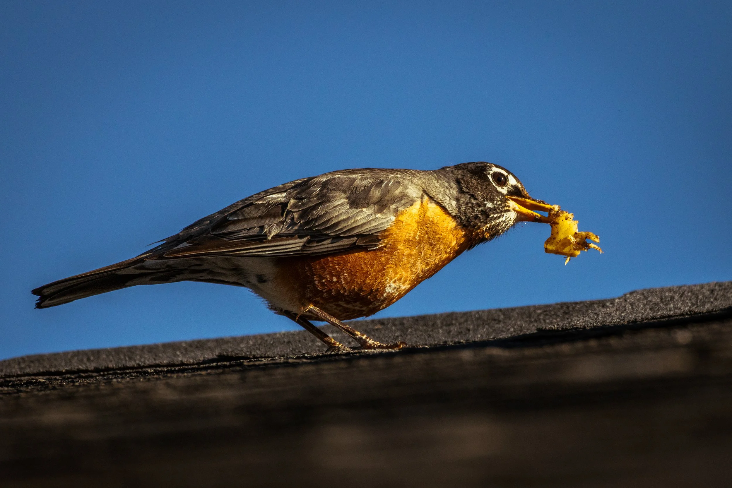 An American Robin feeds on a scrap of food on a house roof under a clear blue sky. 