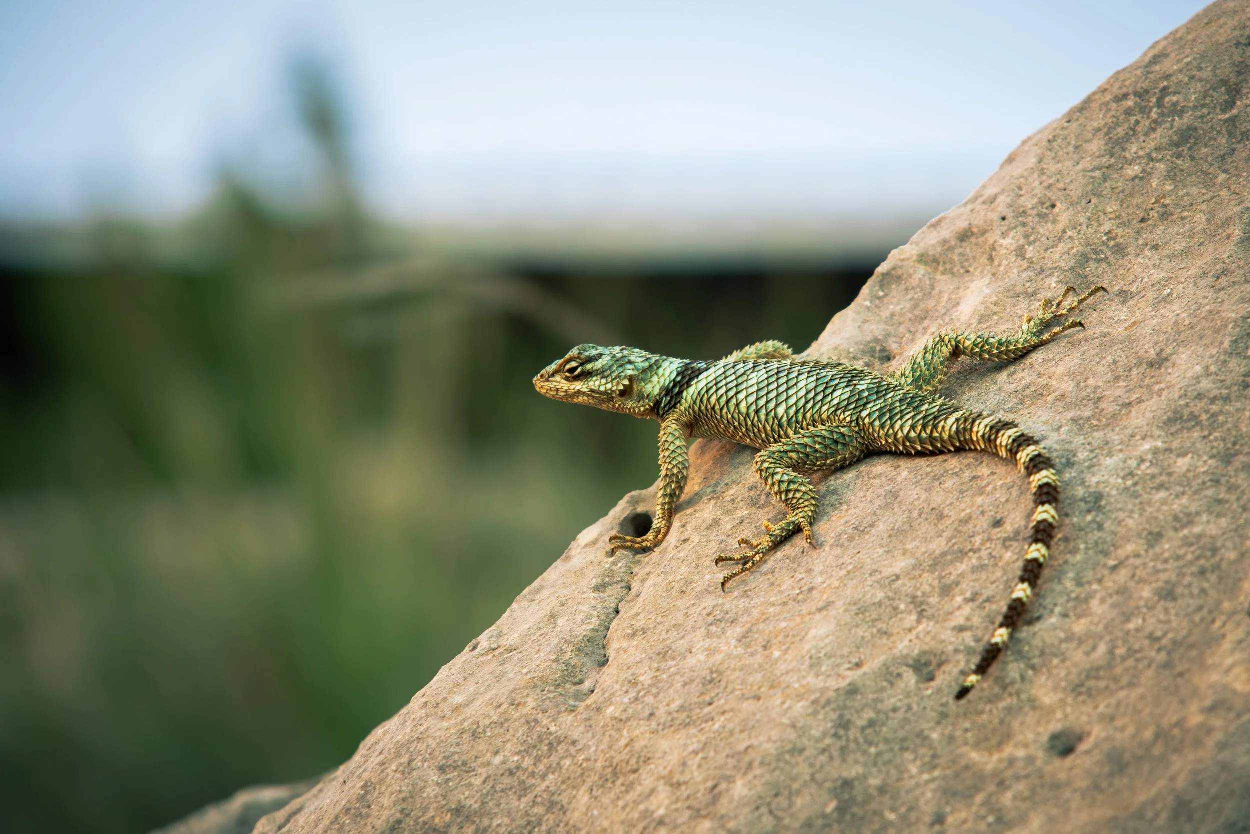 Cantero, Omar-1479.jpg