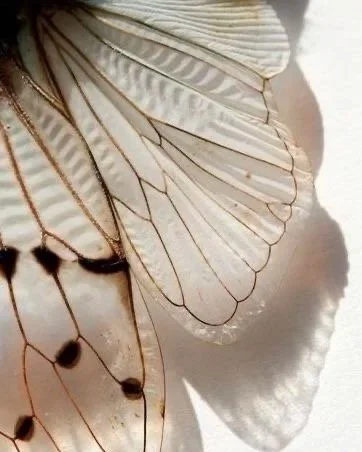 Close-up of a person's shoulder with detailed, wing-shaped butterfly tattoo.