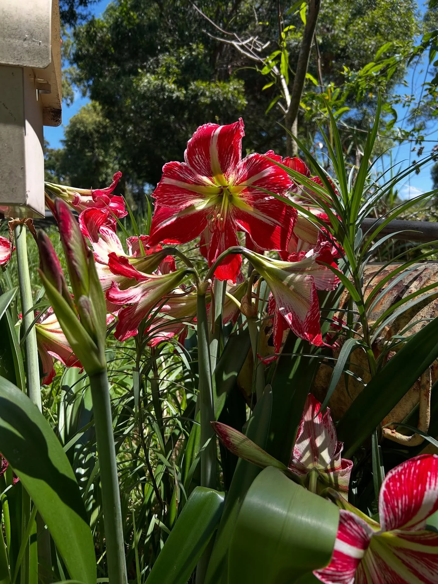 Follow the flowers&hellip;

#luxuryairbnb #standoutairbnb