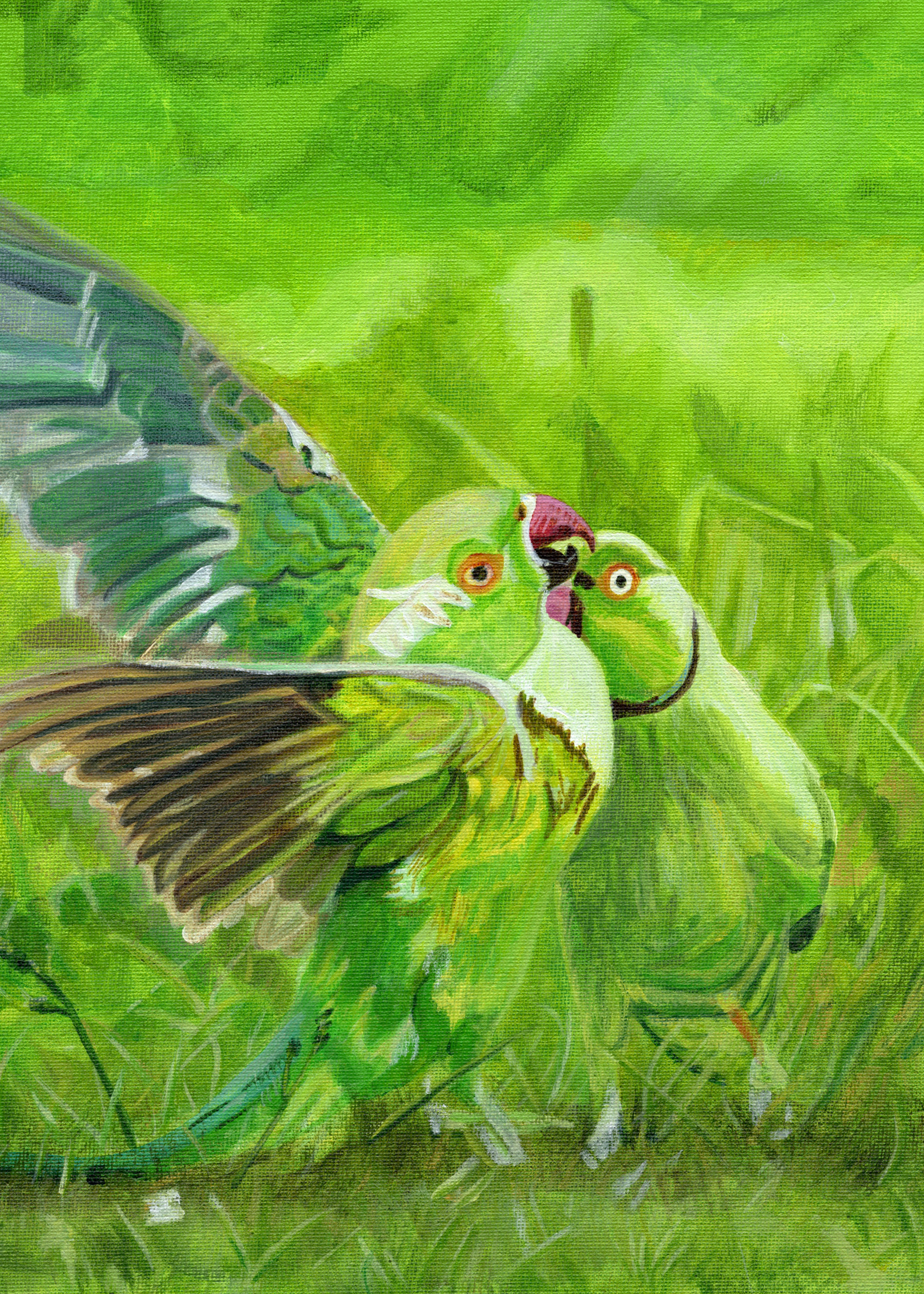 Squabbling Parakeets cropped to 5 7 ratio for A4 Print.png