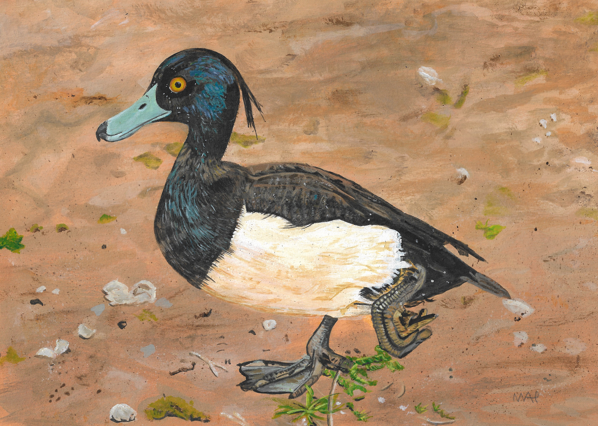 'Tufty',
A4, acrylic on paper.