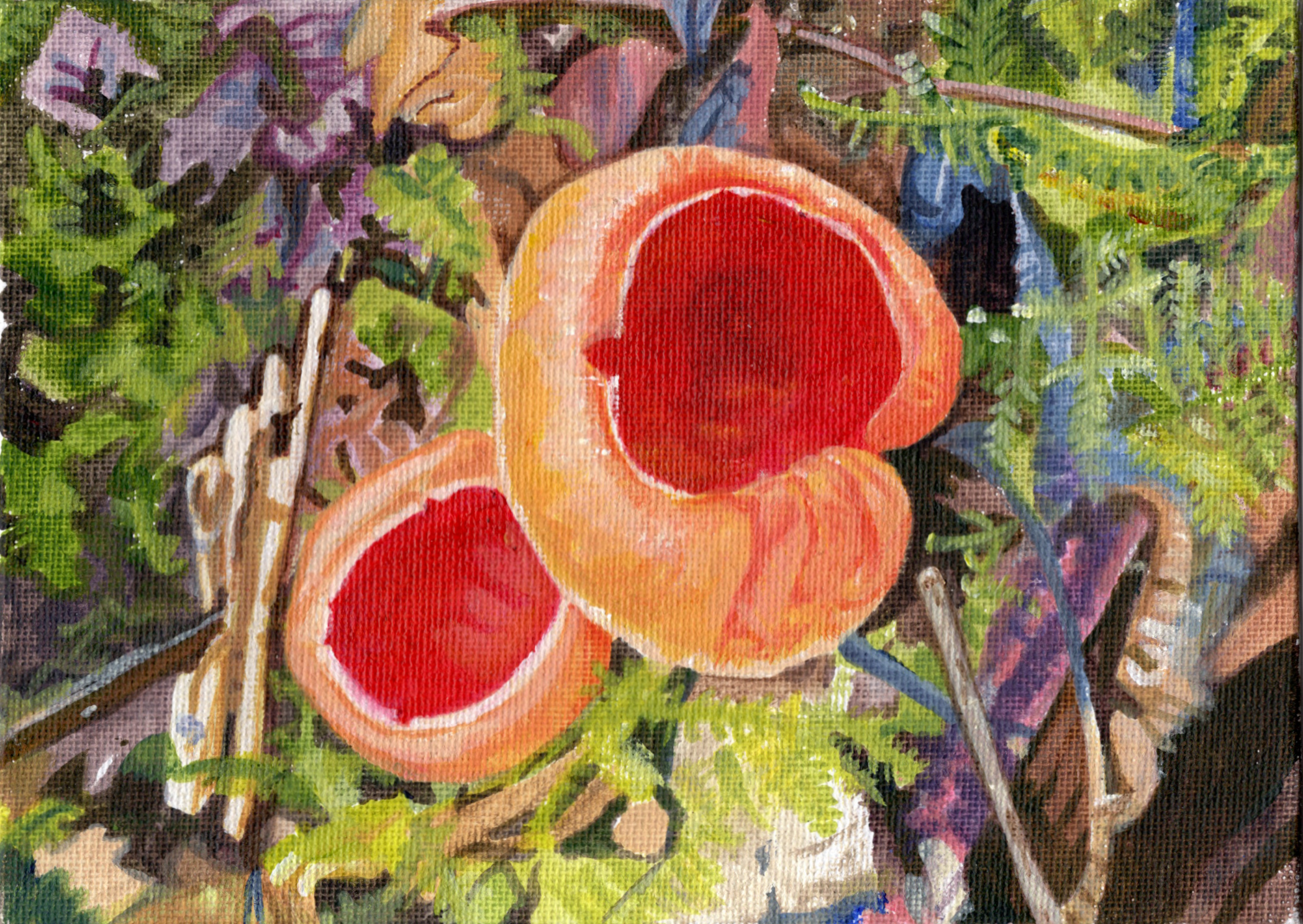 'Scarlet Elf Cups', 
5 x 7 inch, acrylic on canvas panel.