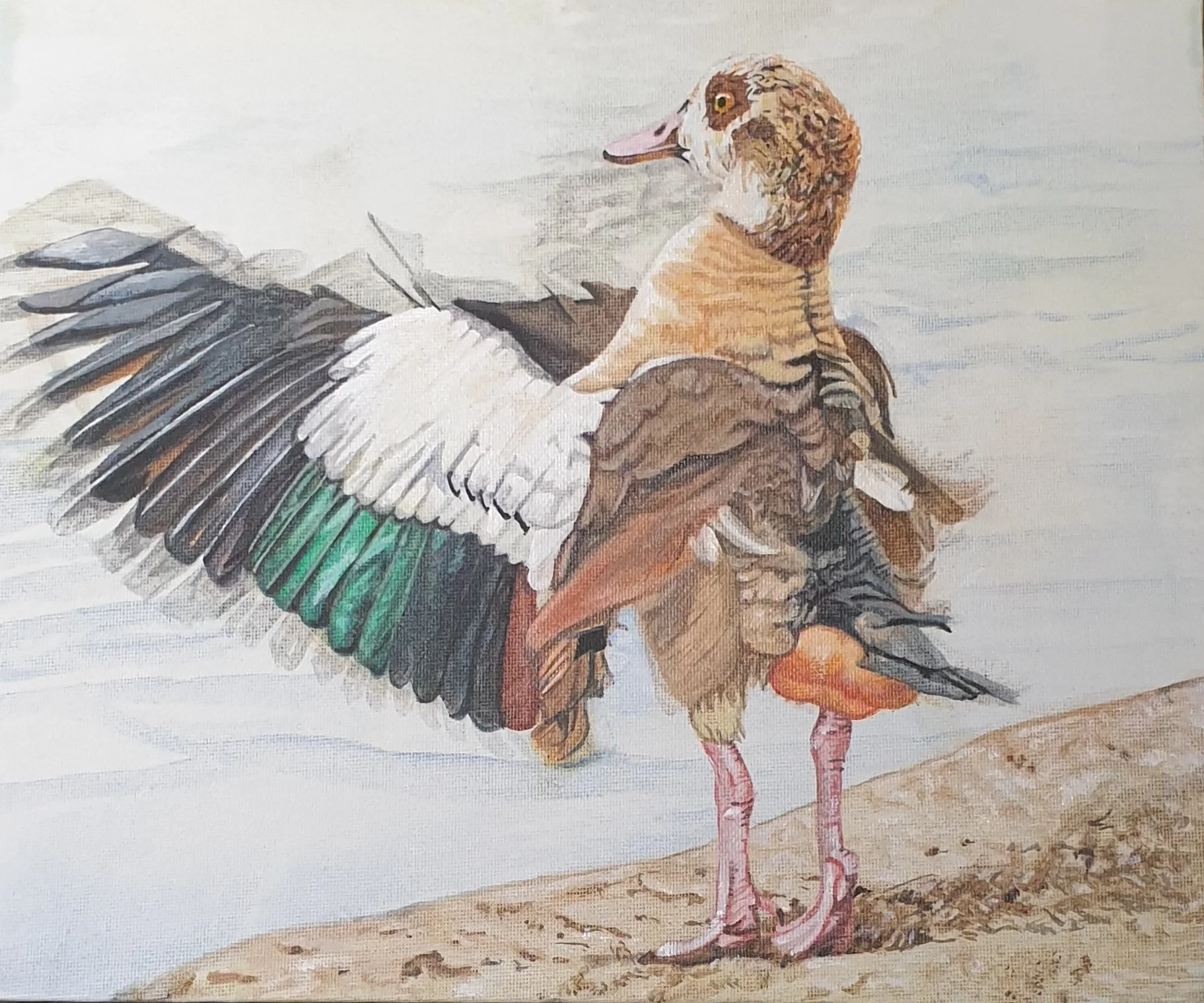 'Where's My Orchestra? - Egyptian Goose', 
private collection.